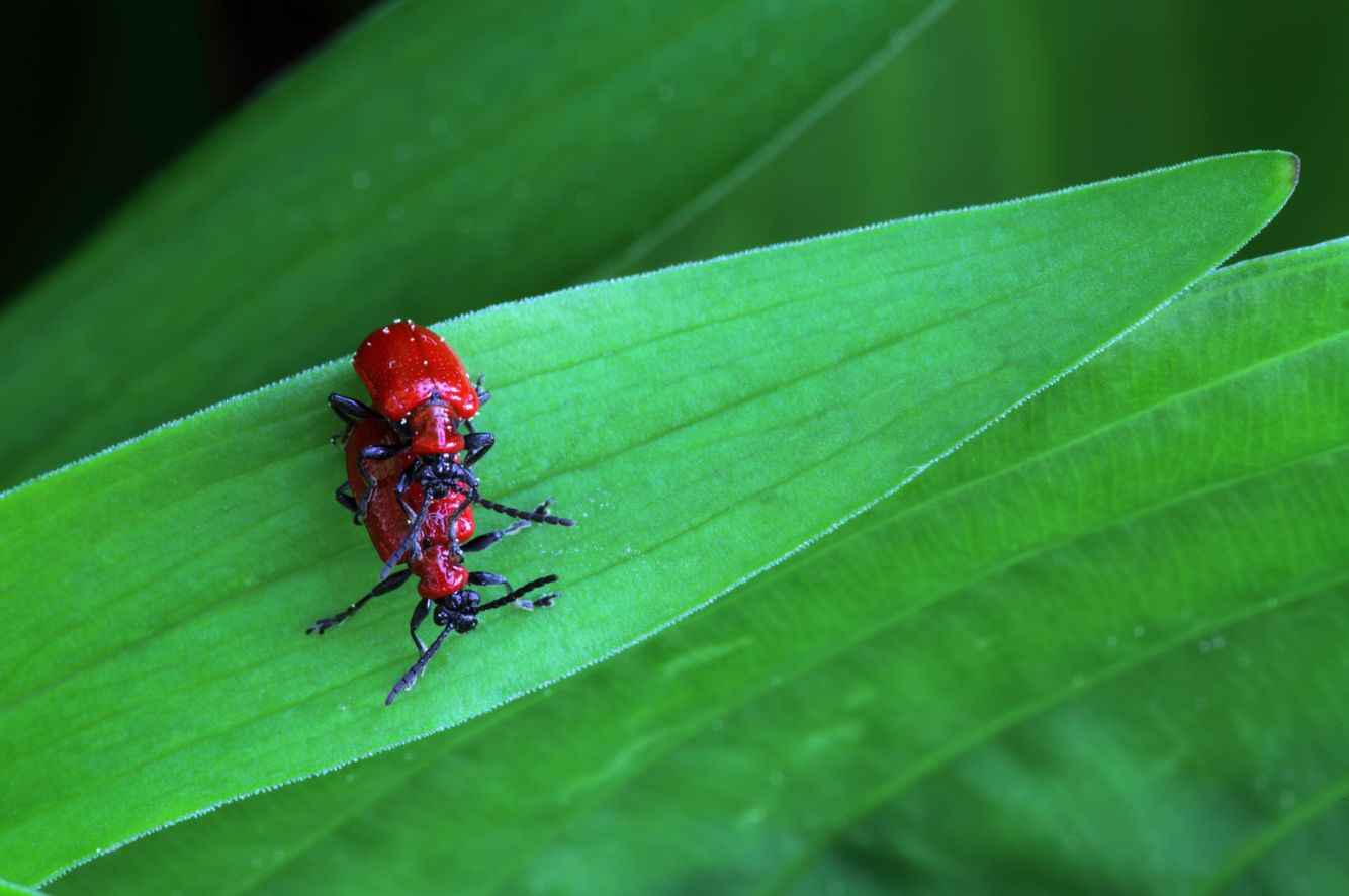 Red Lily Beetles