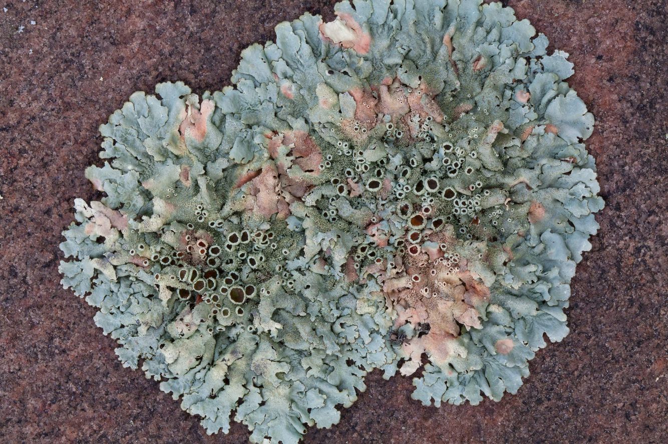 Lichen on Canadian Shield Bedrock