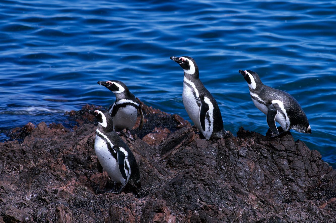 Magellanic Penguins 2