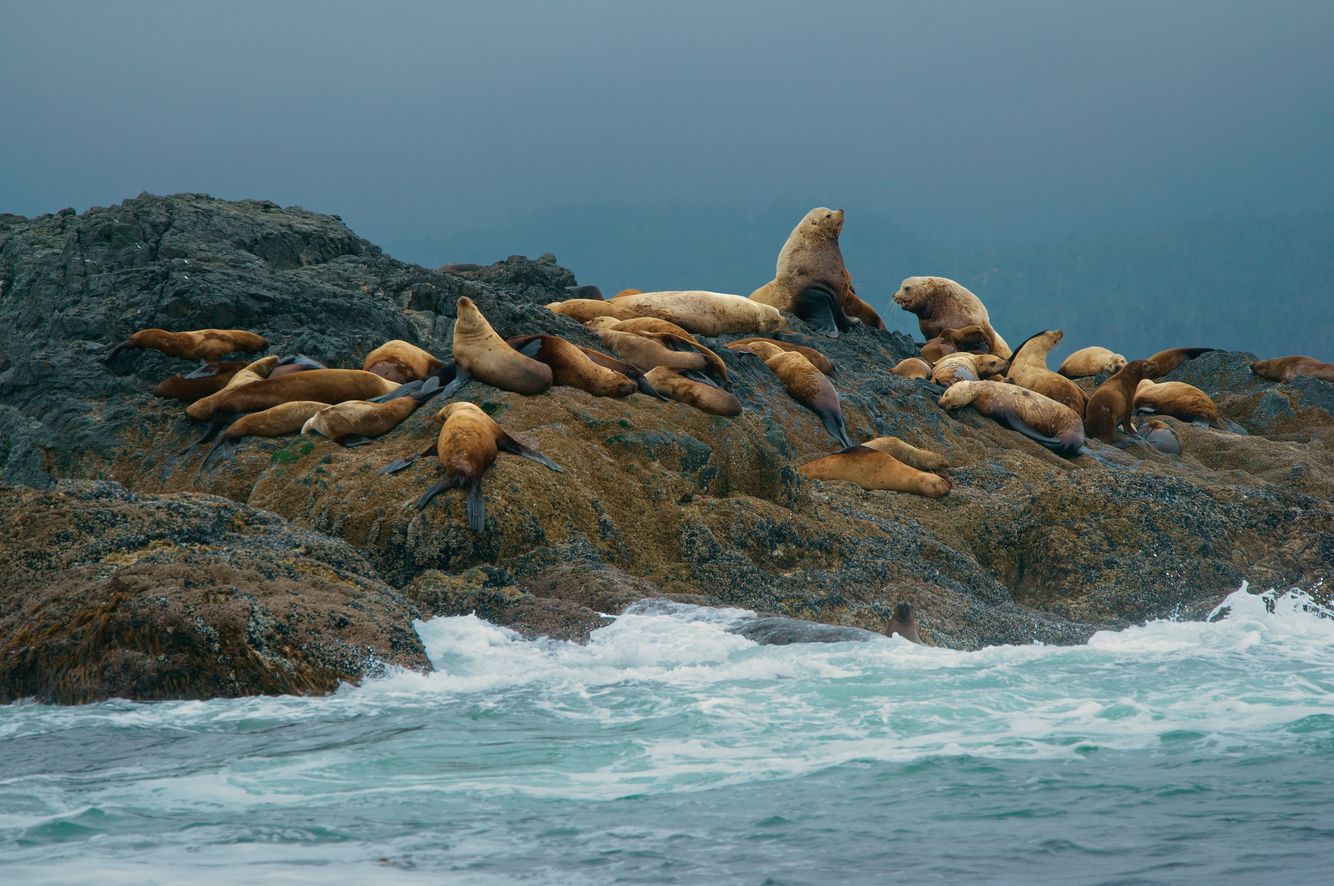 Steller's Sea Lions Rookery