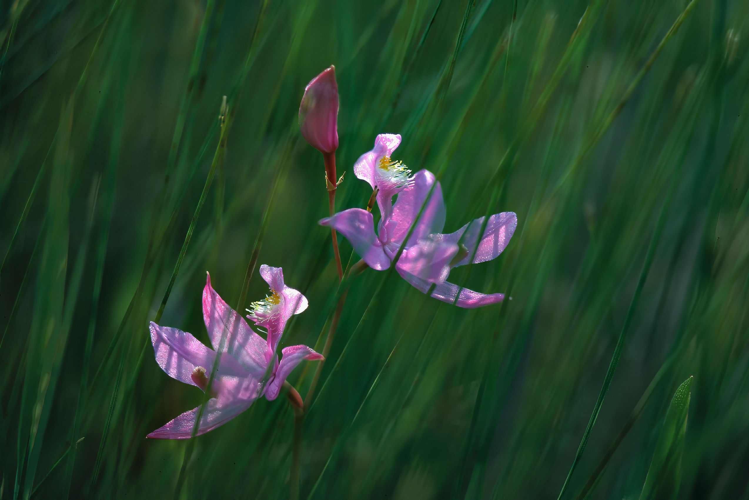 Page 91Grass Pink.jpg