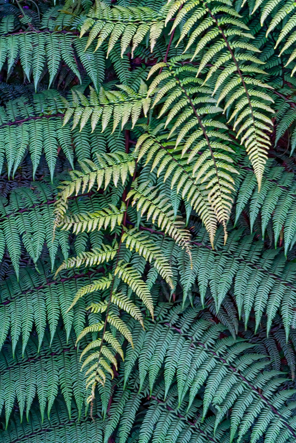 Page 197 Crossing Ferns.jpg