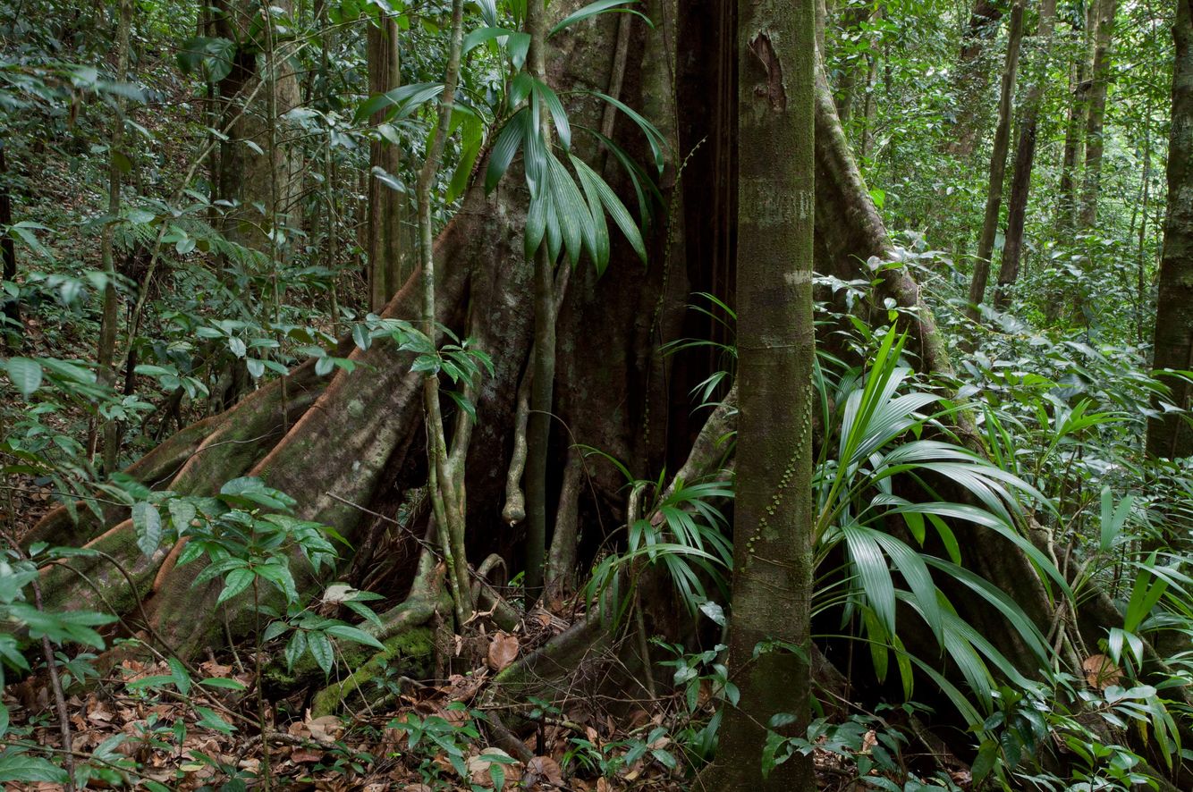 "Monkey Don't Climb" Tree