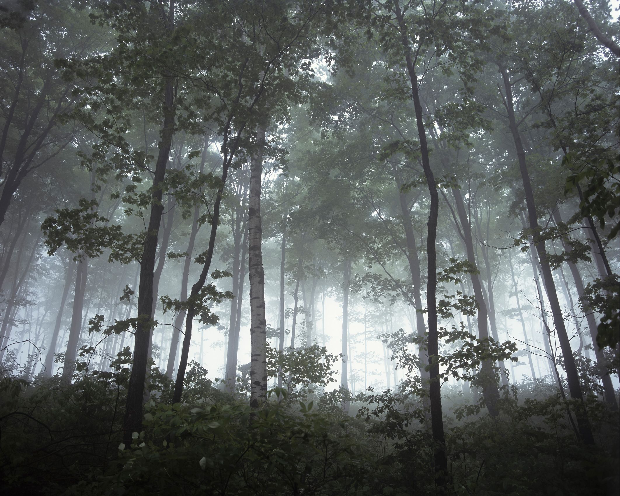 Page 183 Milton Forest.jpg