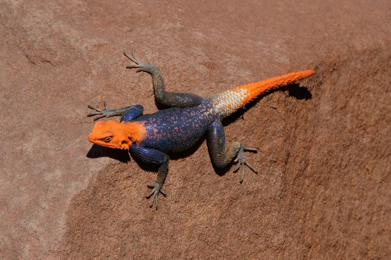 Agama Agama Lizard