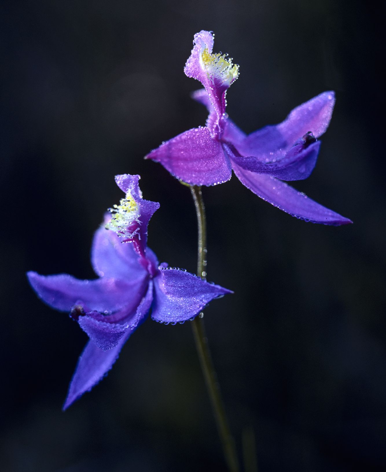 Calopogon at Sunrise