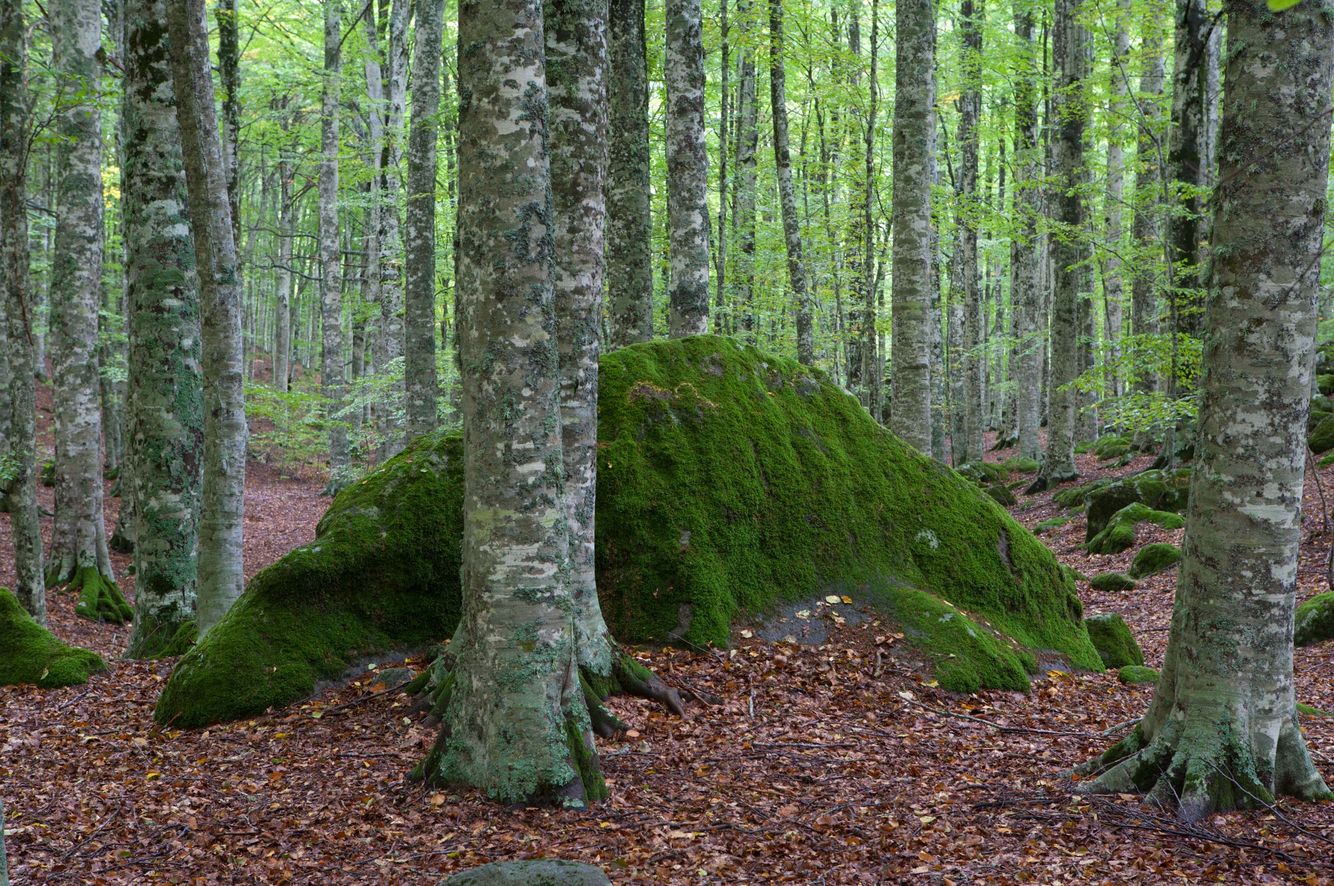 Old Beech Forest