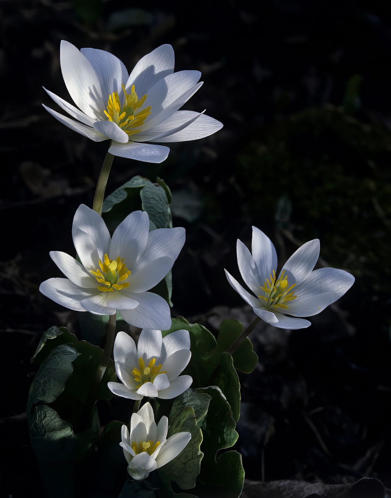 Page 99 Bloodroot with Spotlight copy.jpg