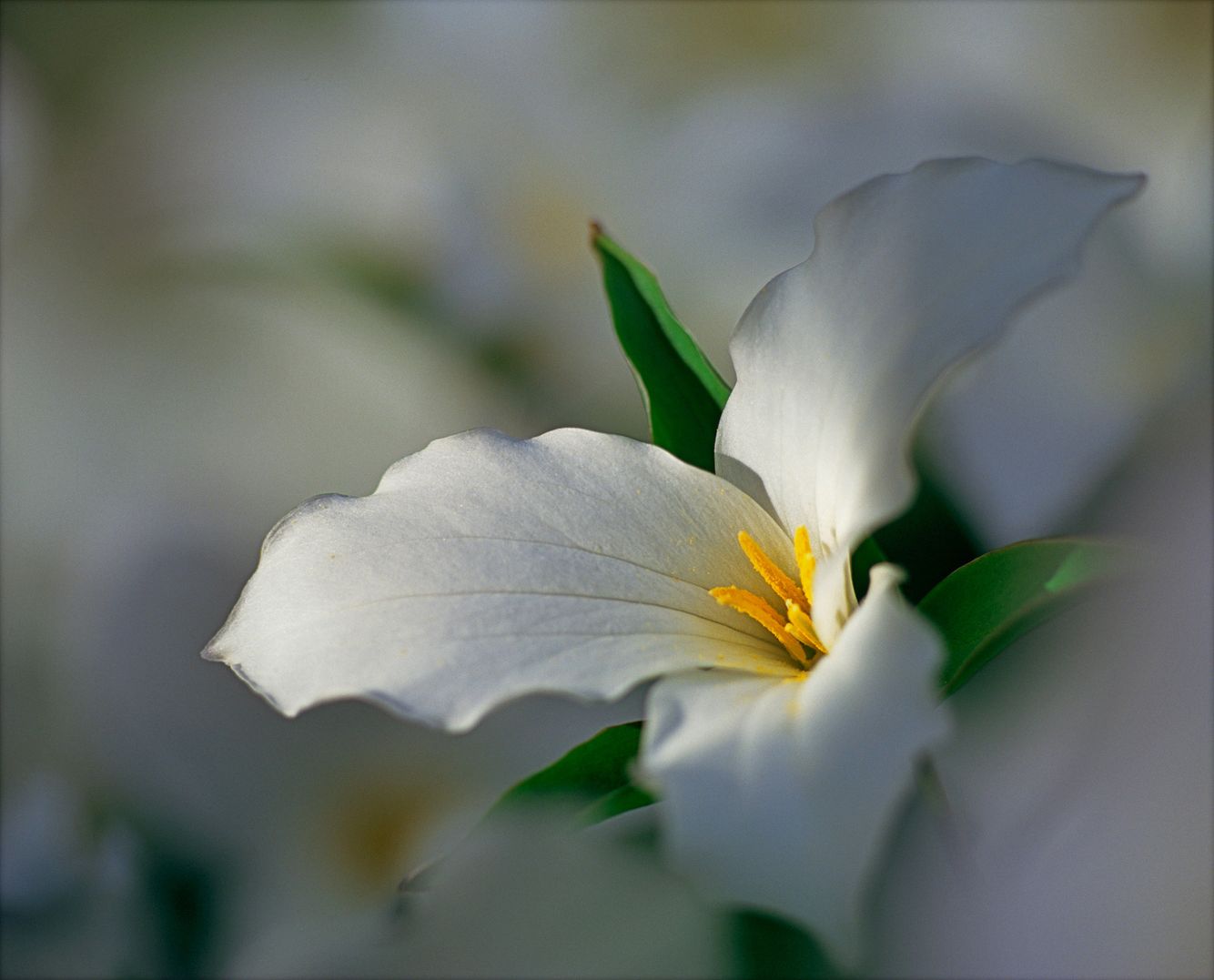 White Trillium