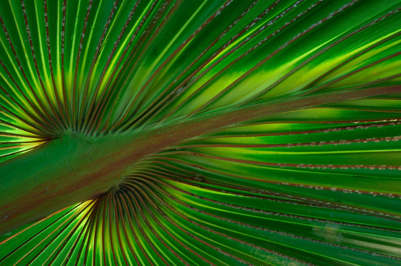 Palm Leaf
