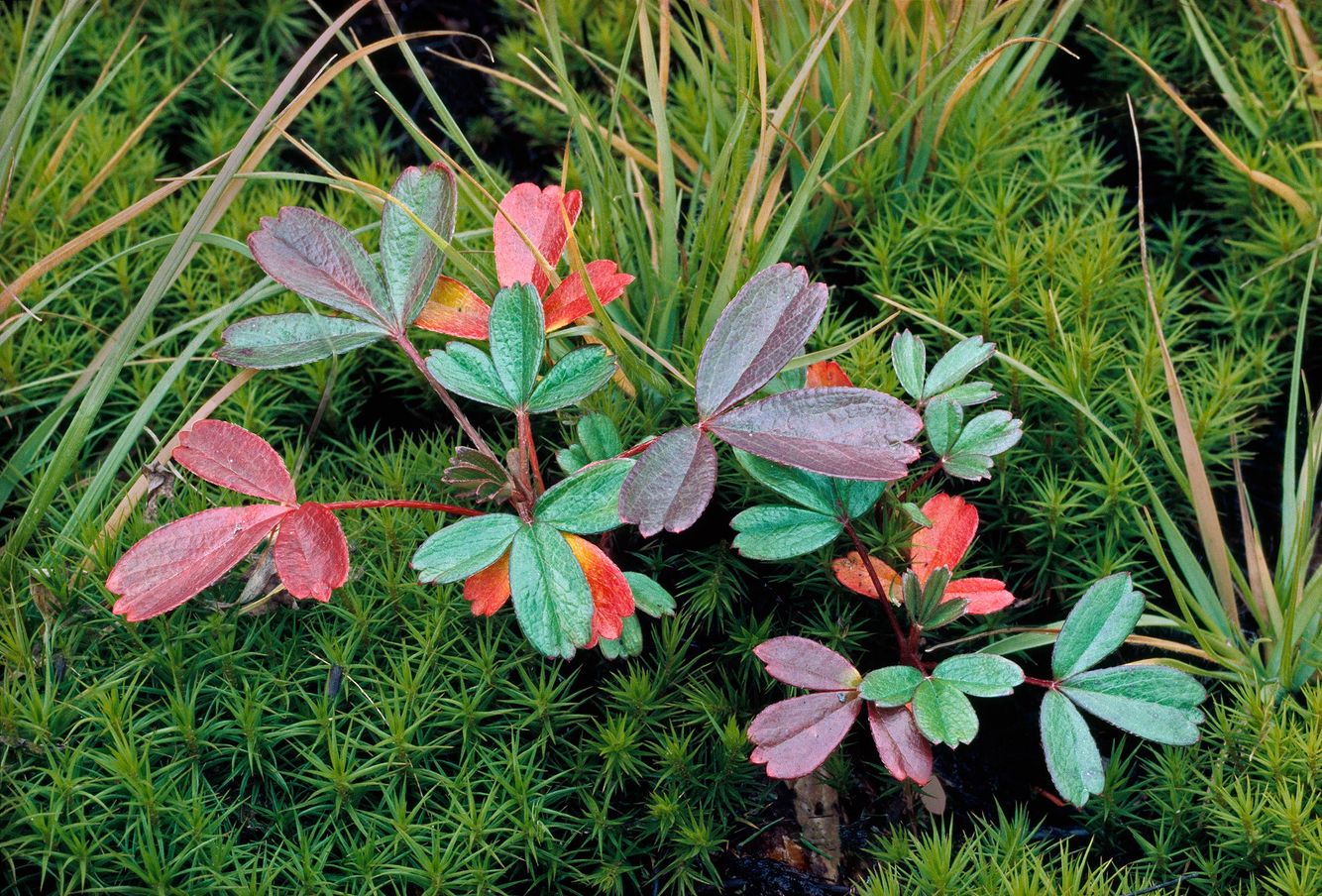 Three-toothed Cinquefoil (Potentilla Tridentate)