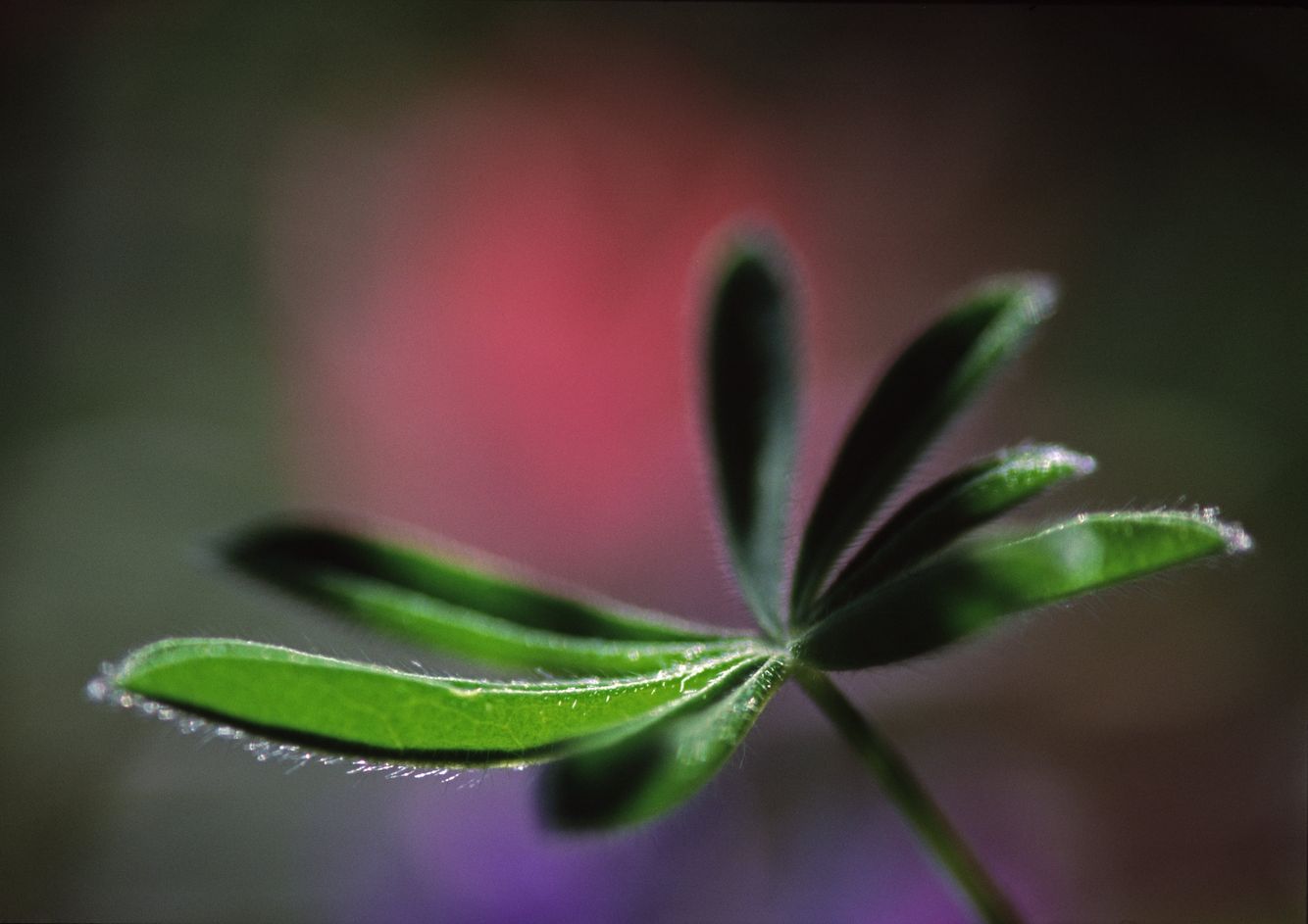 Lupin Leaf