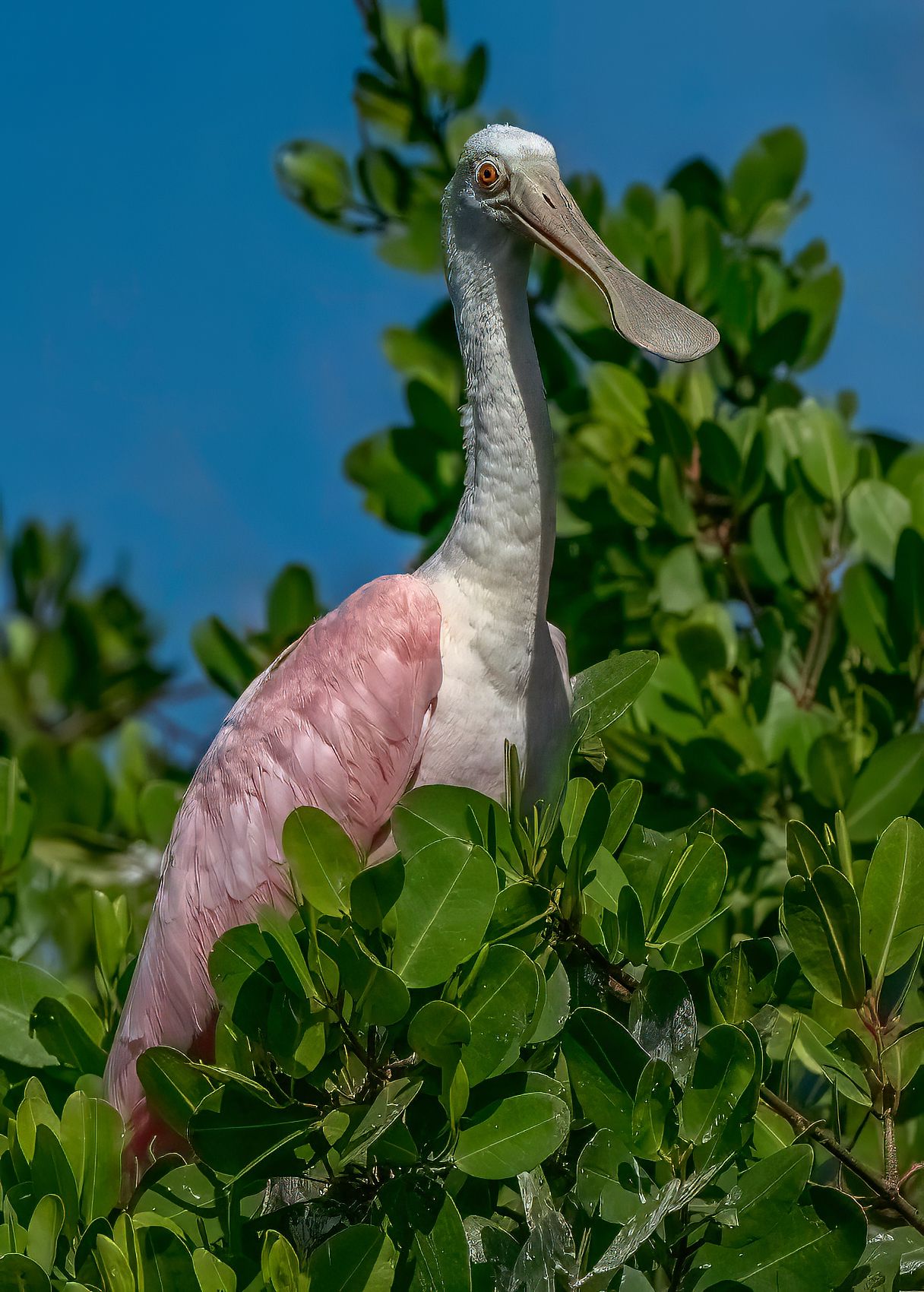 Page 87 Spoonbill of Sisal.jpg