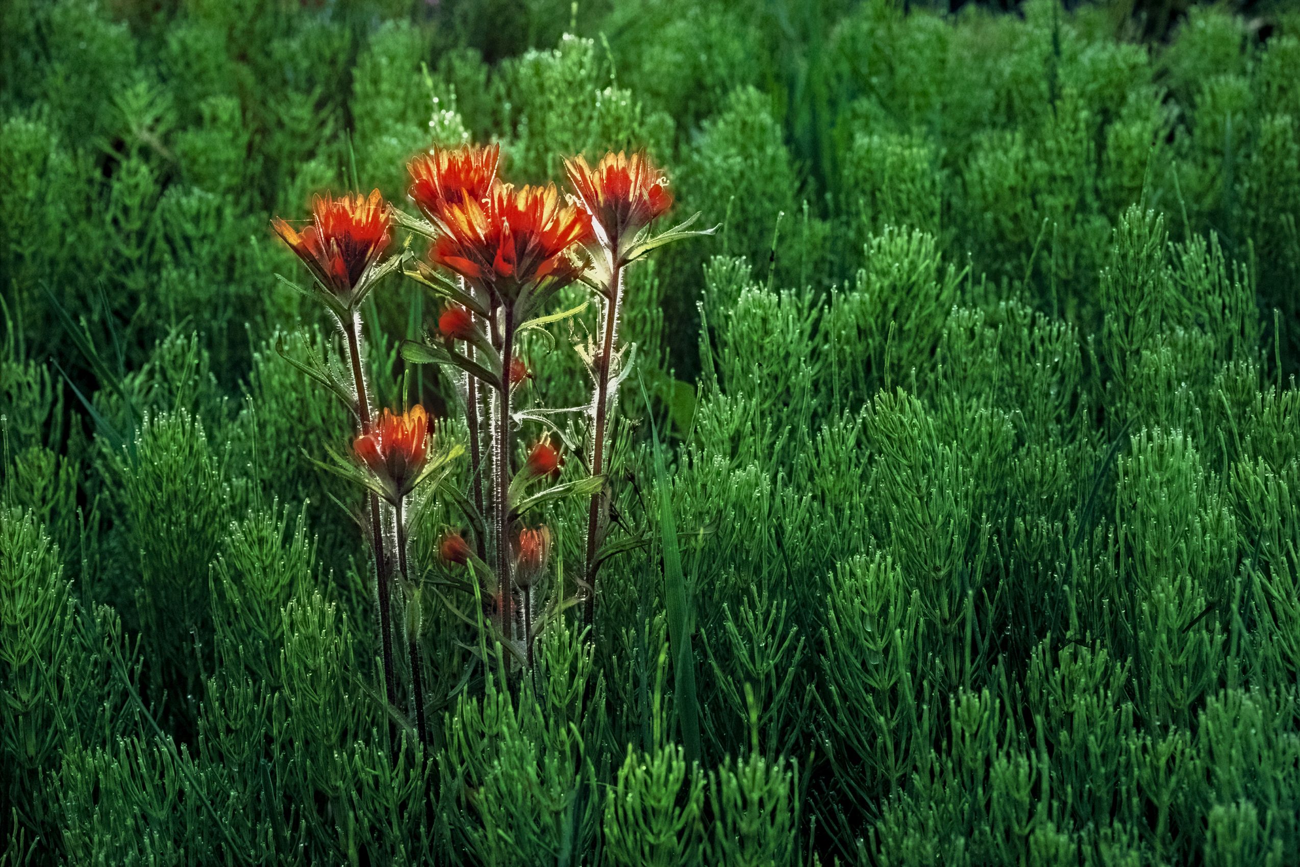 Page 170 Indian Paintbrush and Horsetails.jpg