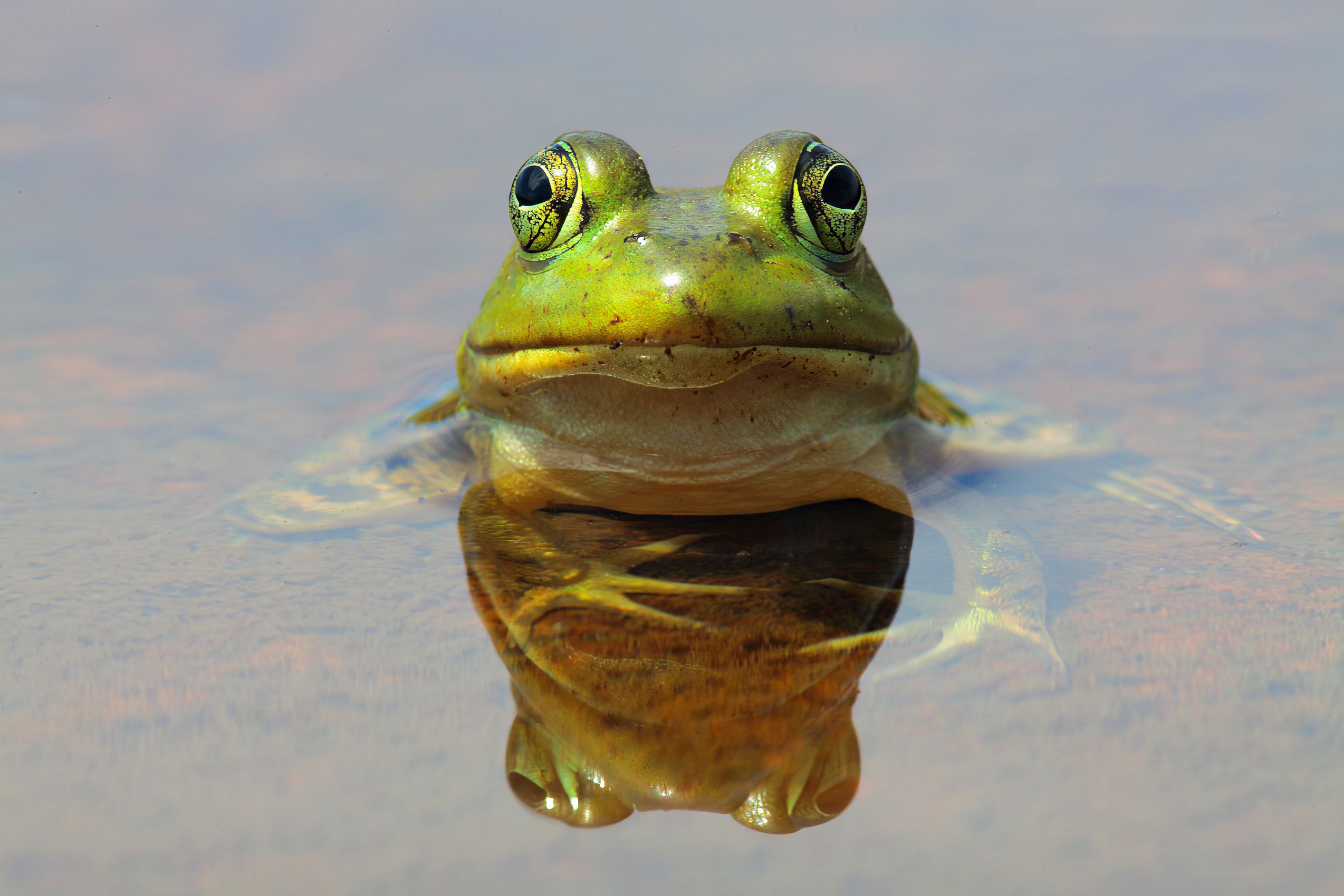 Page 67 American Bullfrog.jpg