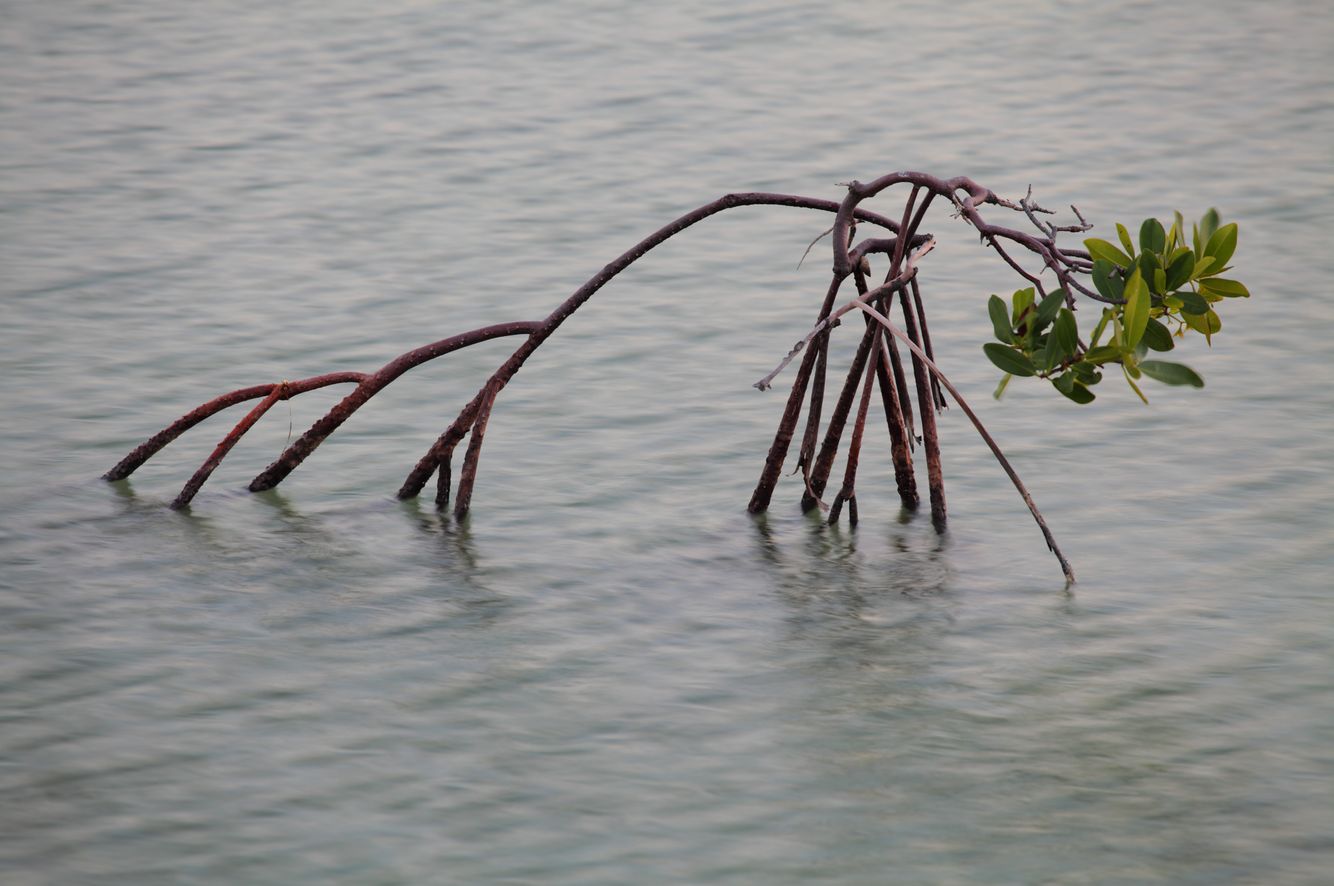 Mangrove on the Move
