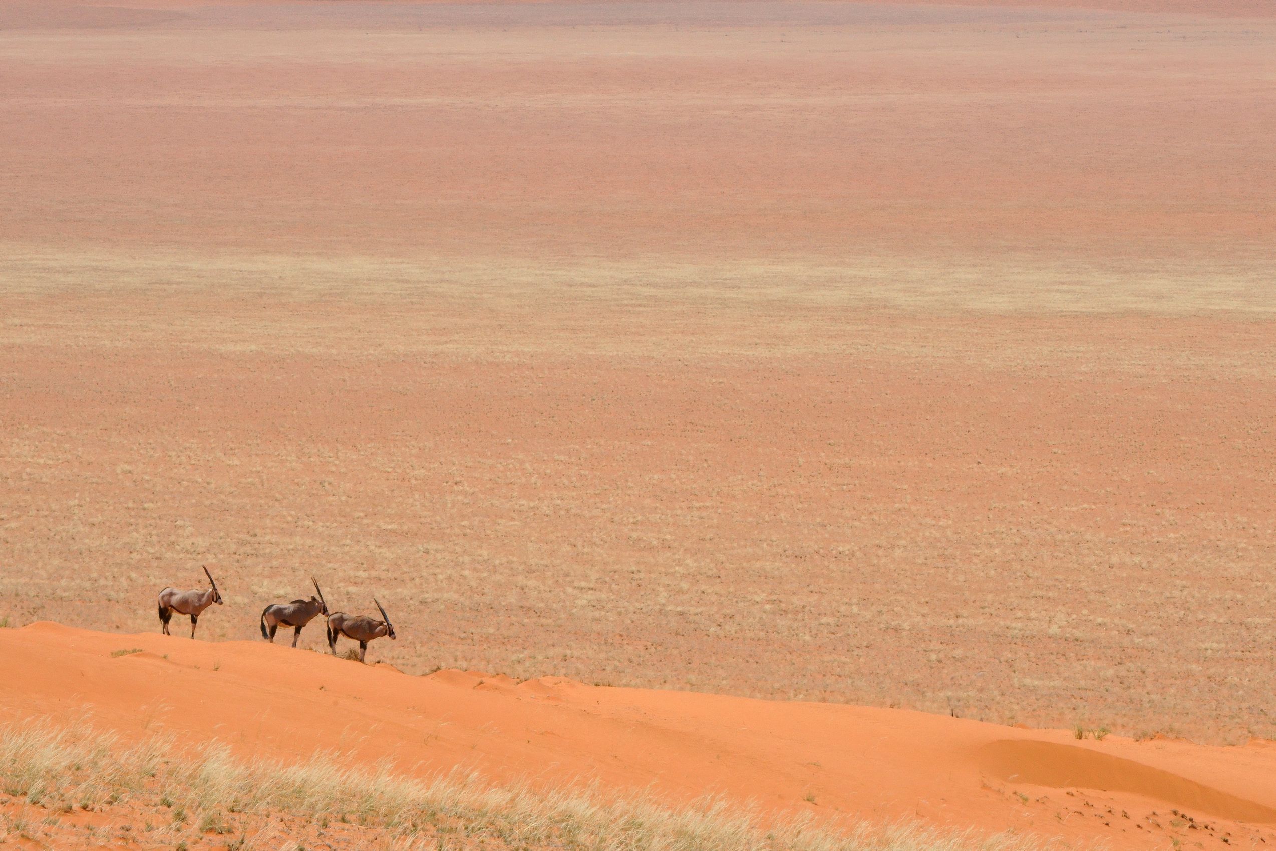 Page 179 Oryx at Wolwedans.jpg