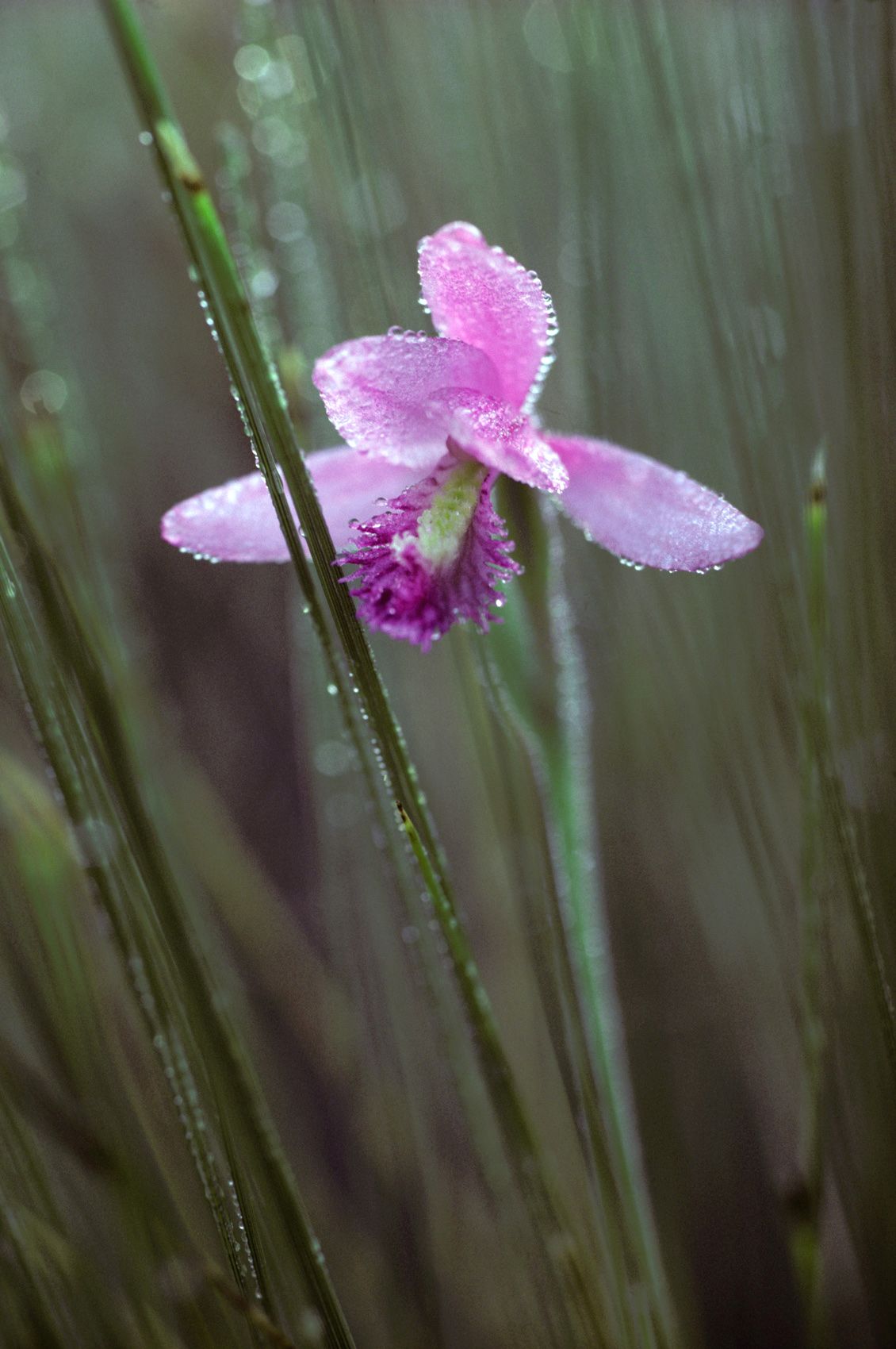 Rose Pogonia