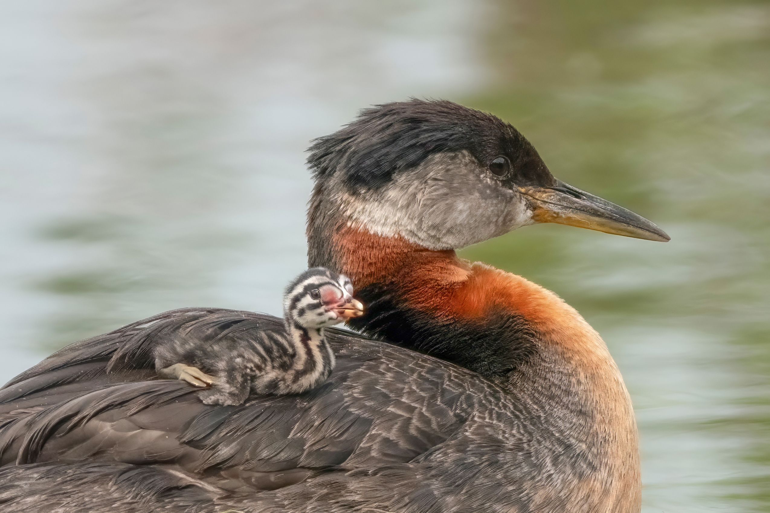 Page 141 Red-necked Grebe with Baby.jpg