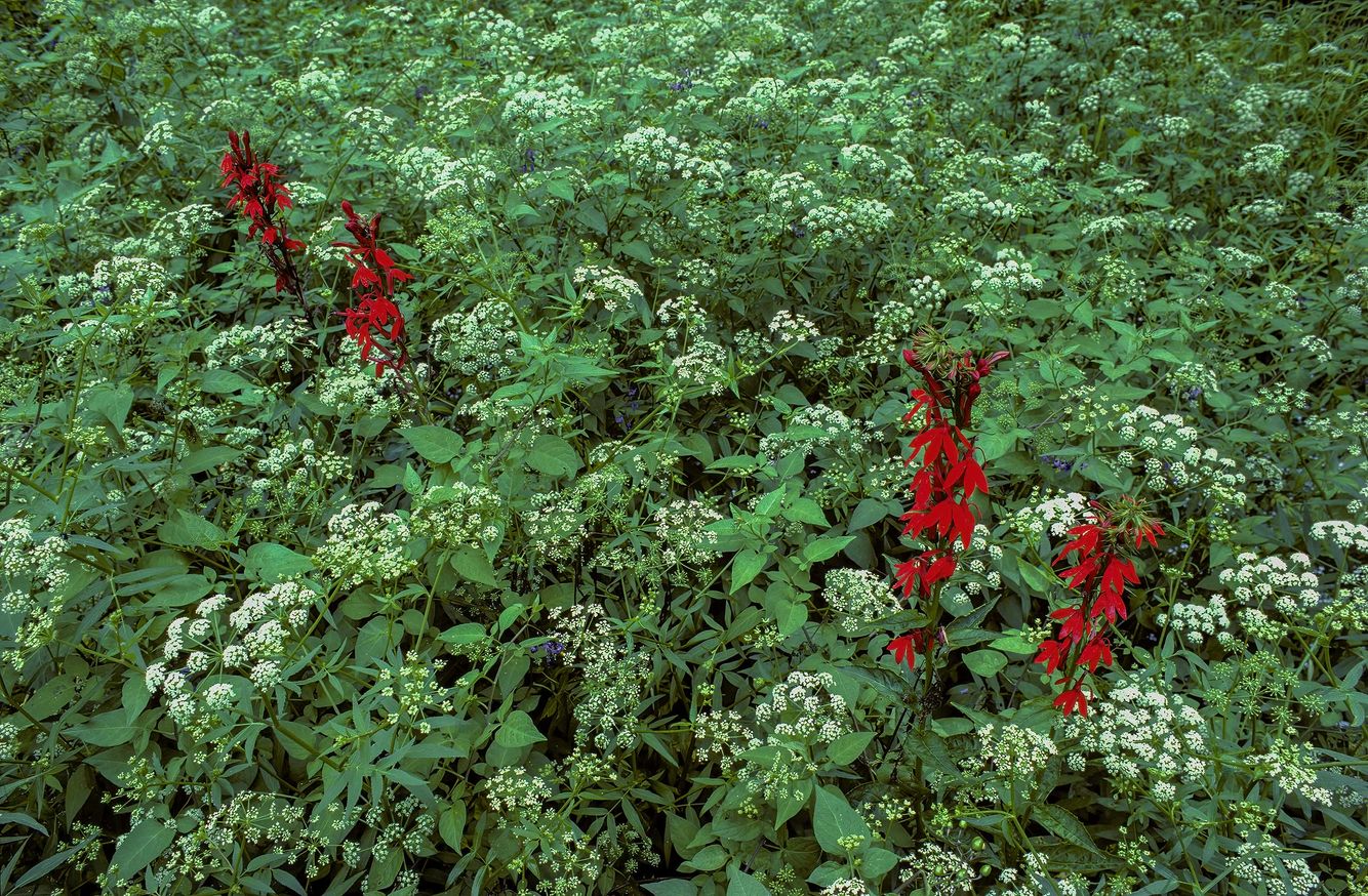 Cardinal Flowers, Purple Nightshade and Water Hemlock