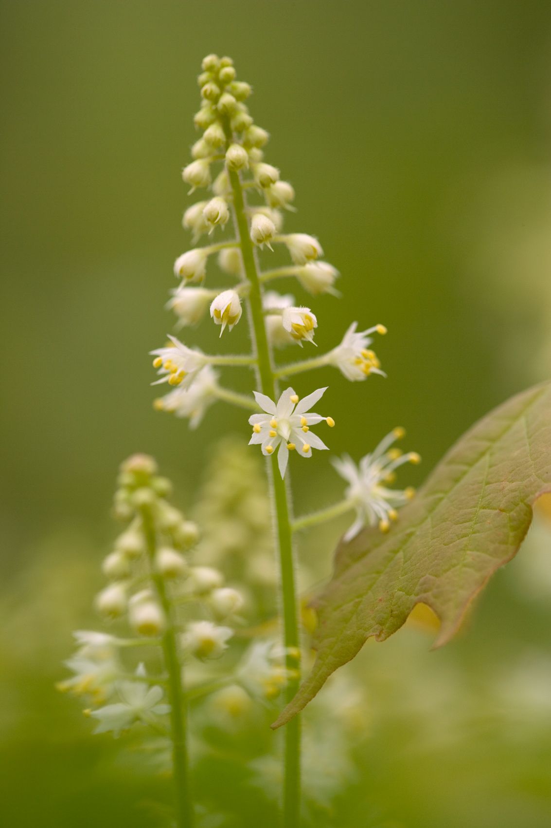 Foamflower