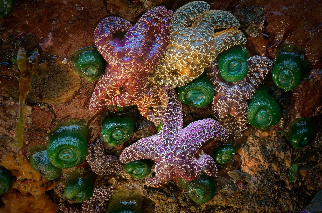 Ochre Starfish and Green Anemones