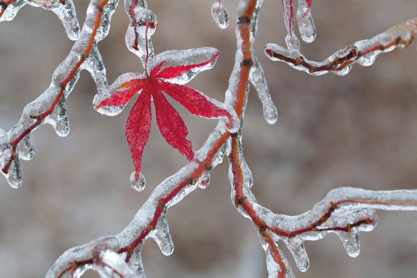 Maple Leaf Encased in Ice