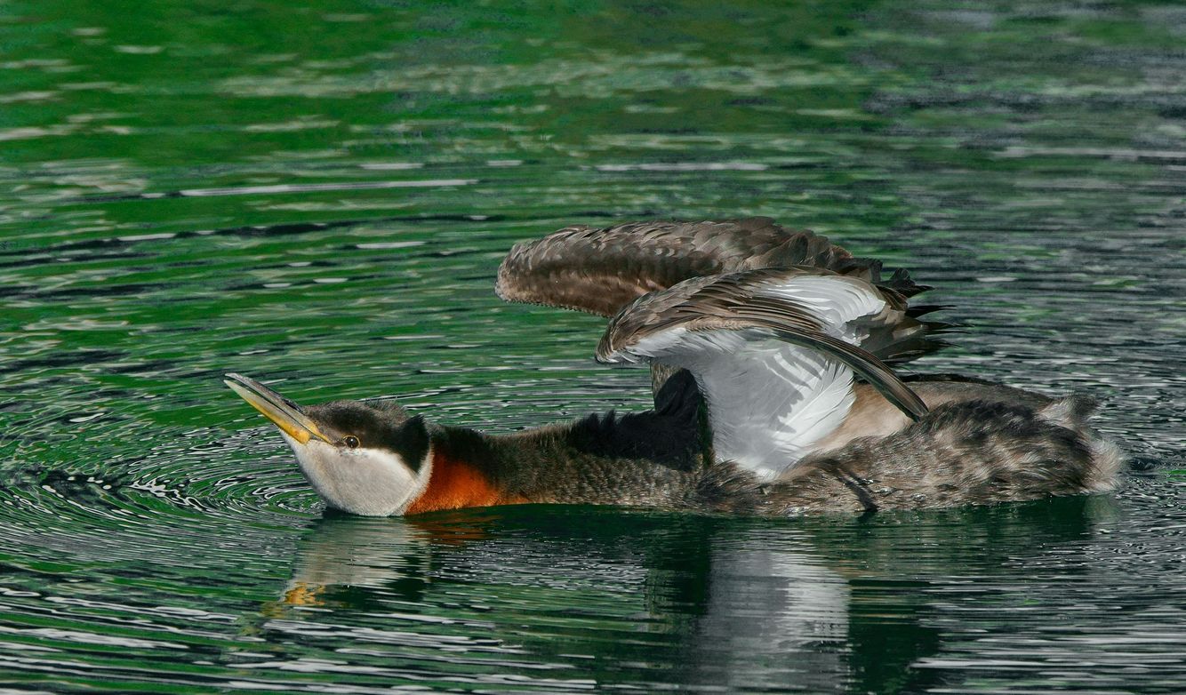 Grebe In The Spring