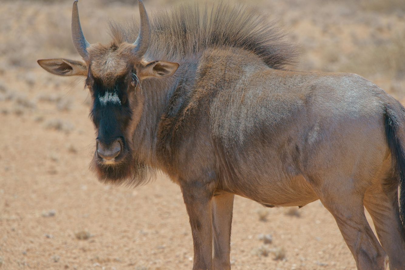Wildebeest