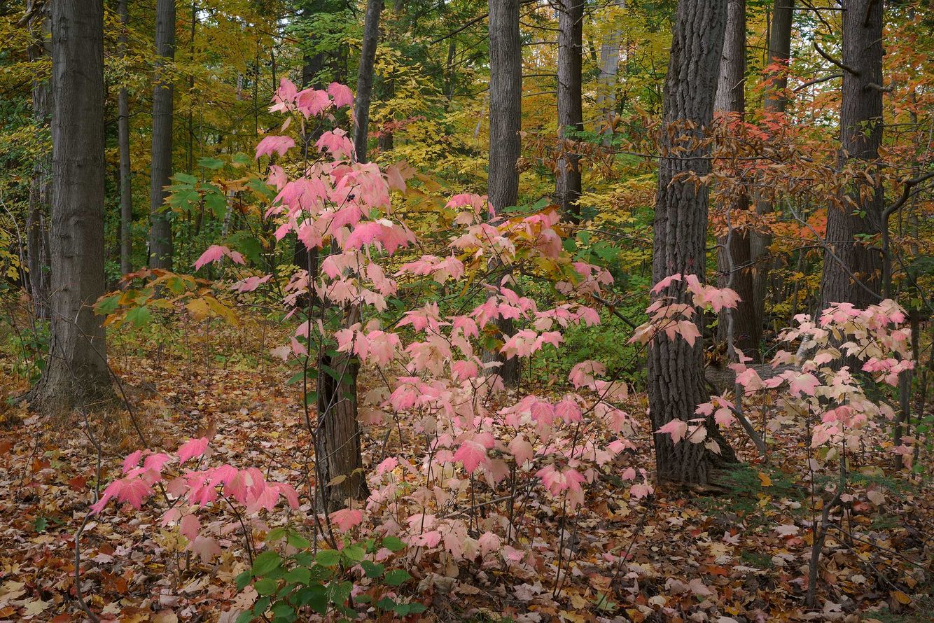 Maple Leaf Vibernum in Autumn