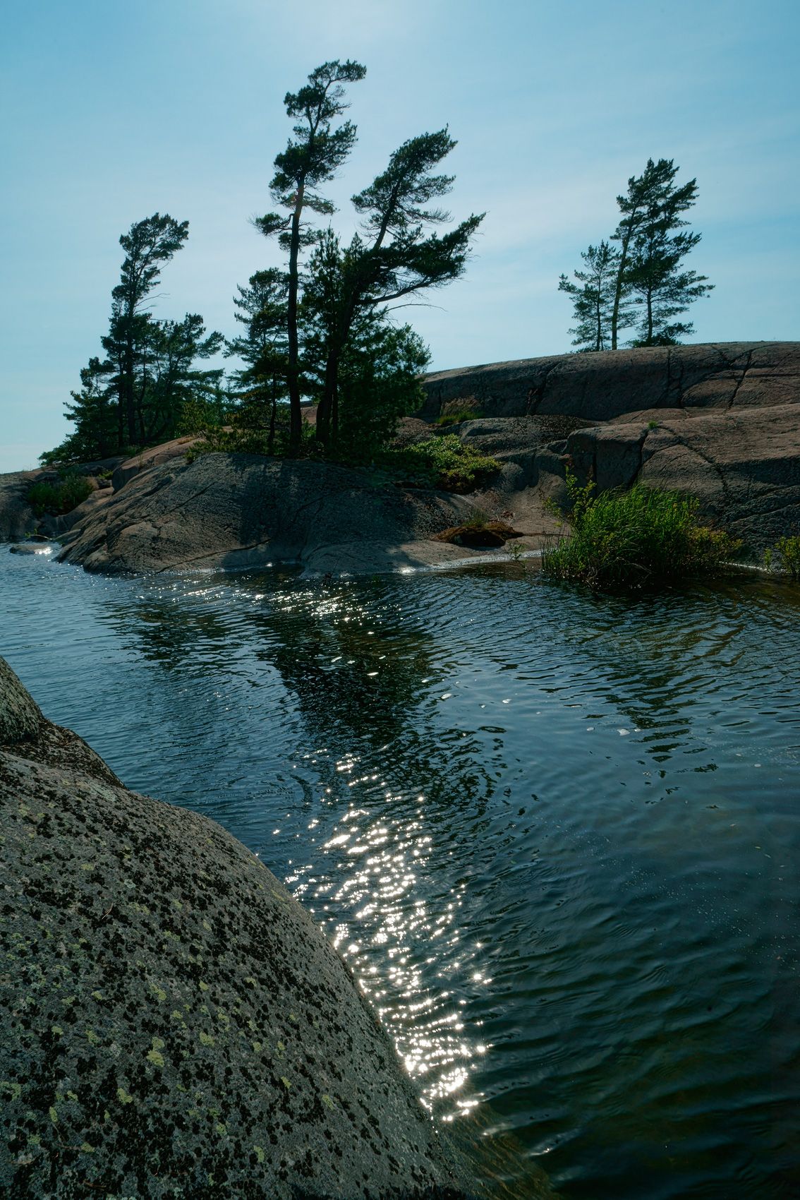 White Pines Vertical 