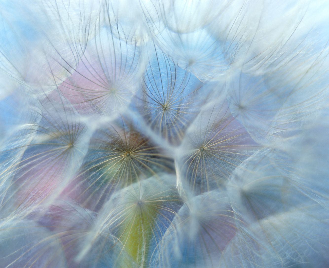 Goatsbeard Seedhead