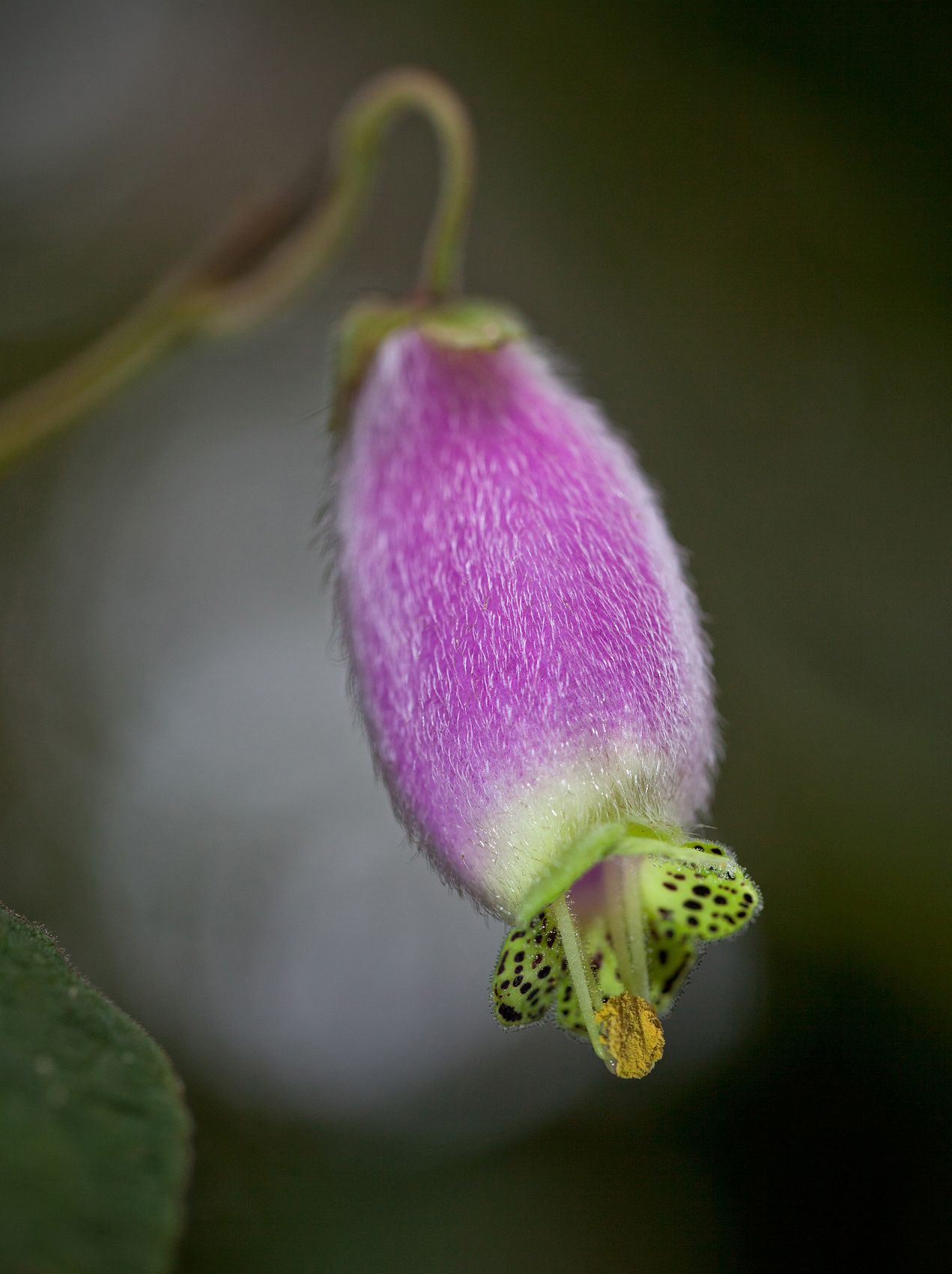 Kohleria-Affinis