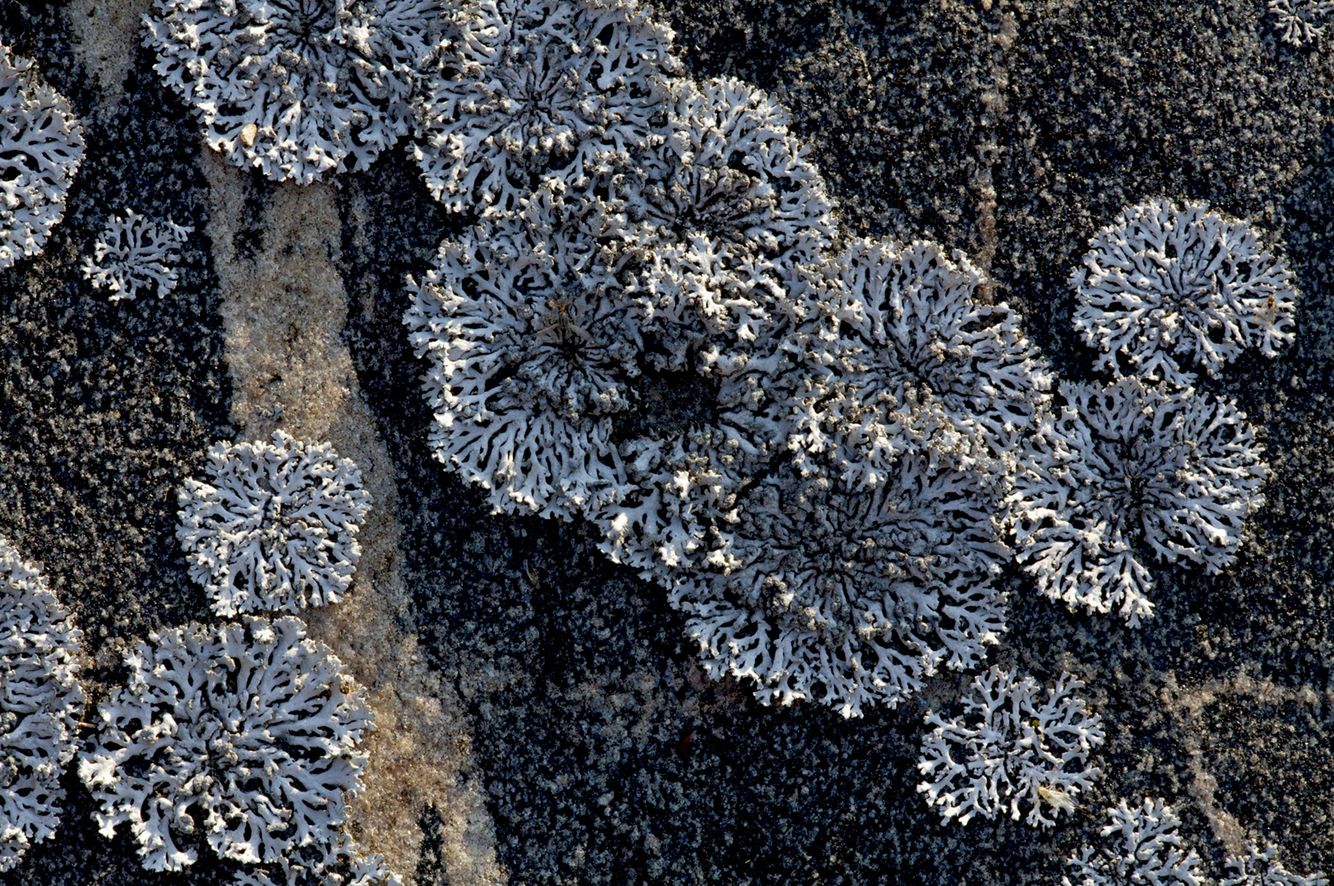 Lichen on Granite 3