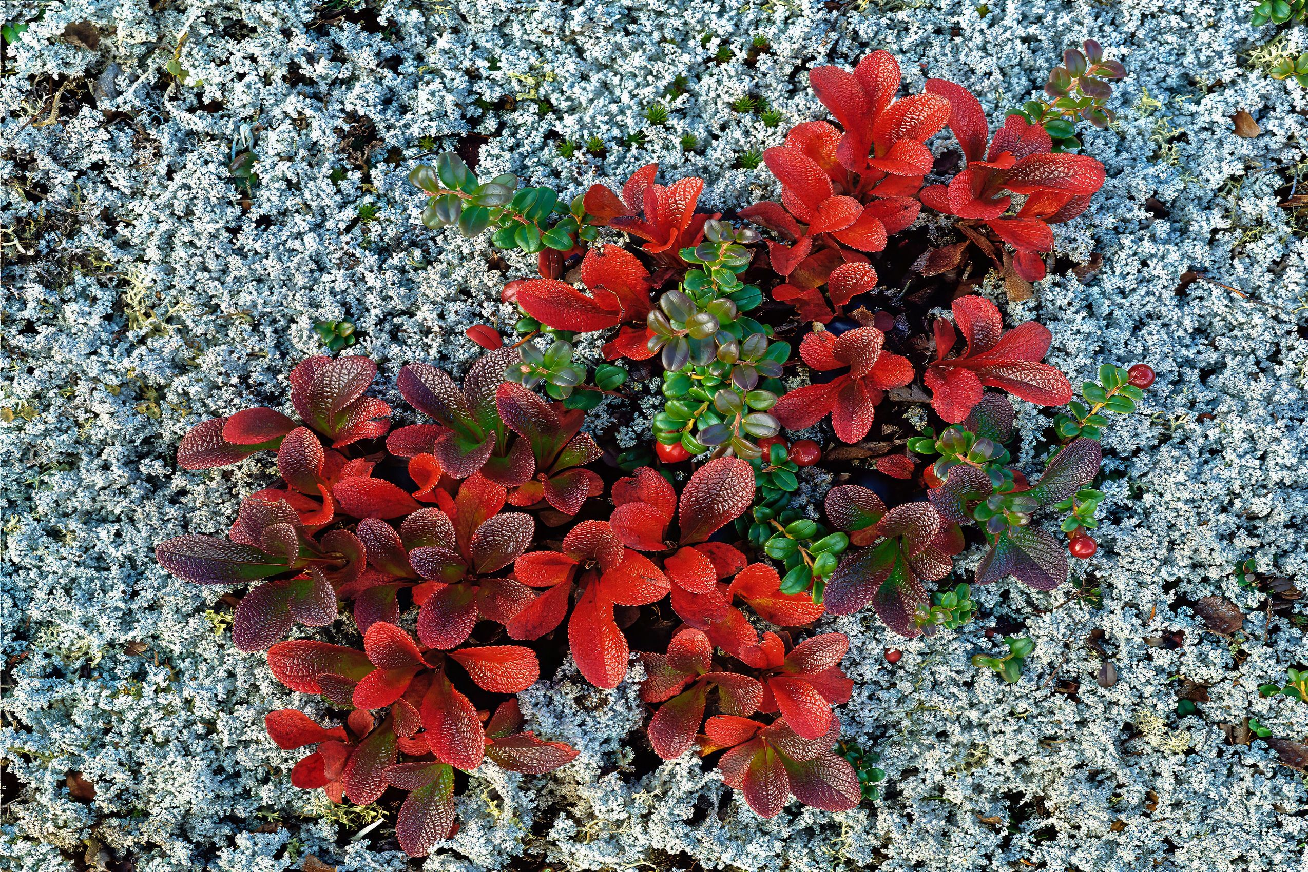 Page 47 Bearberries in the Taiga.jpg