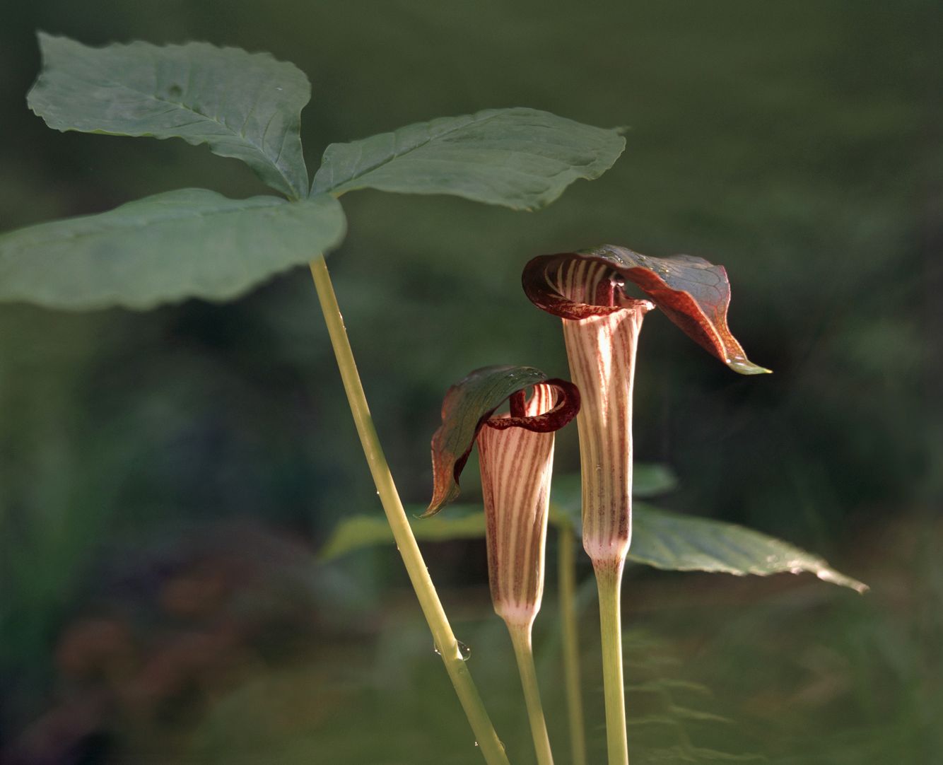 Jack-in-the-Pulpit