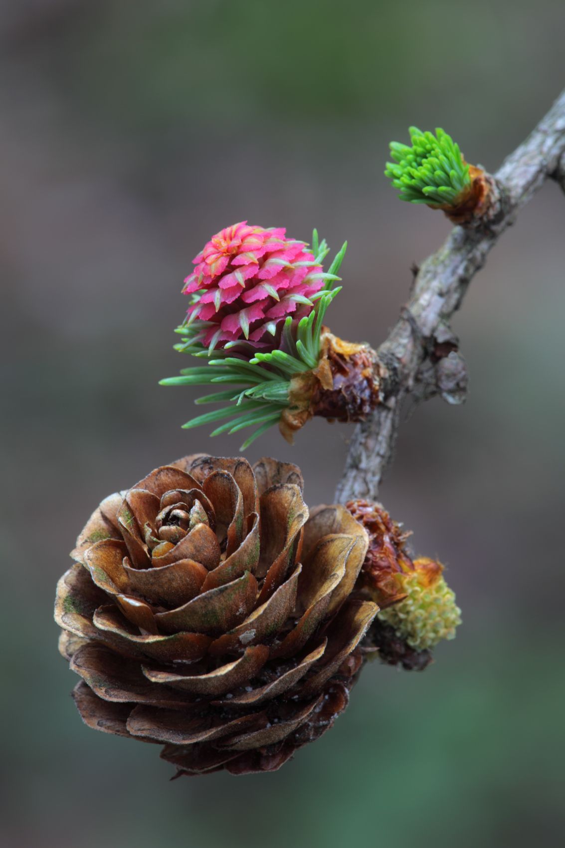 Two Generations of Larch