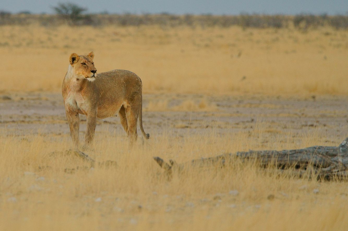Cautious Lioness