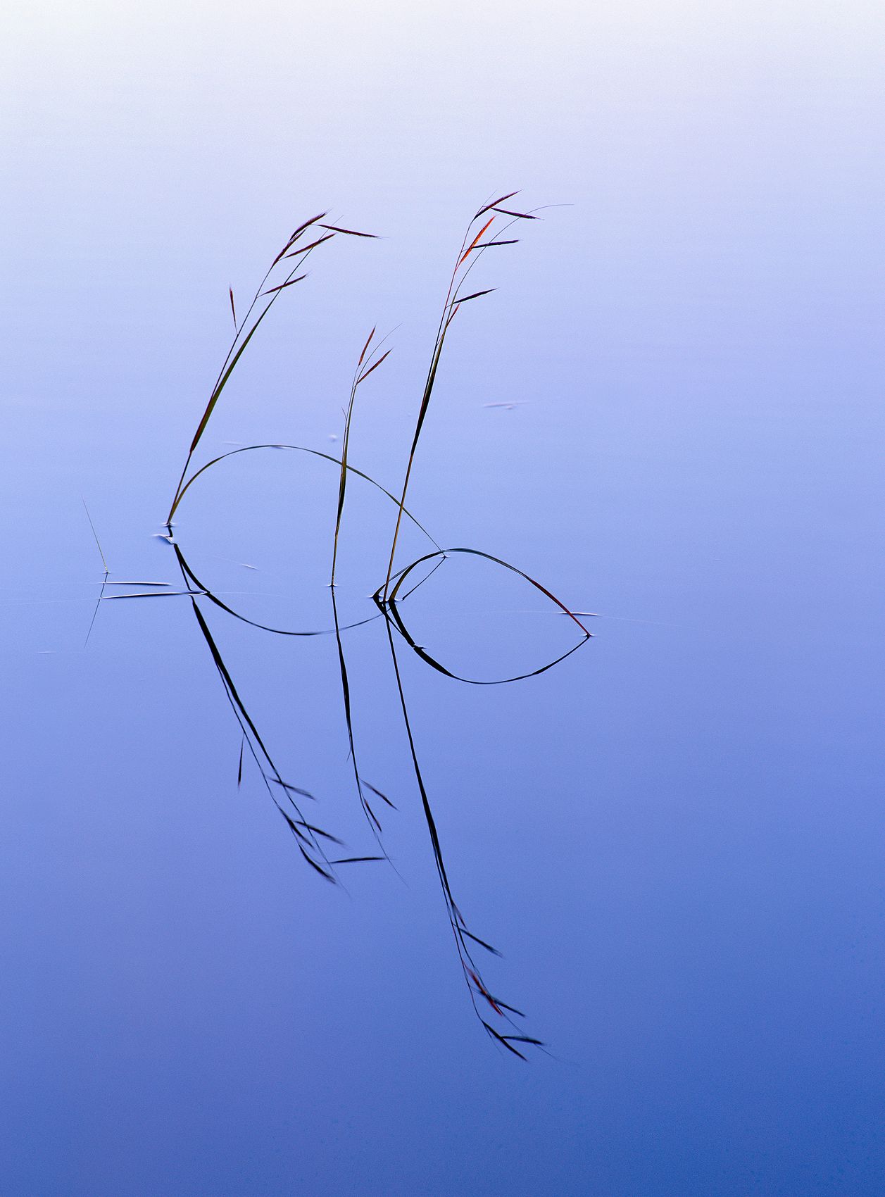 Page 64-Grasses in Lake Kejimkujik, Nova Scotia.jpg