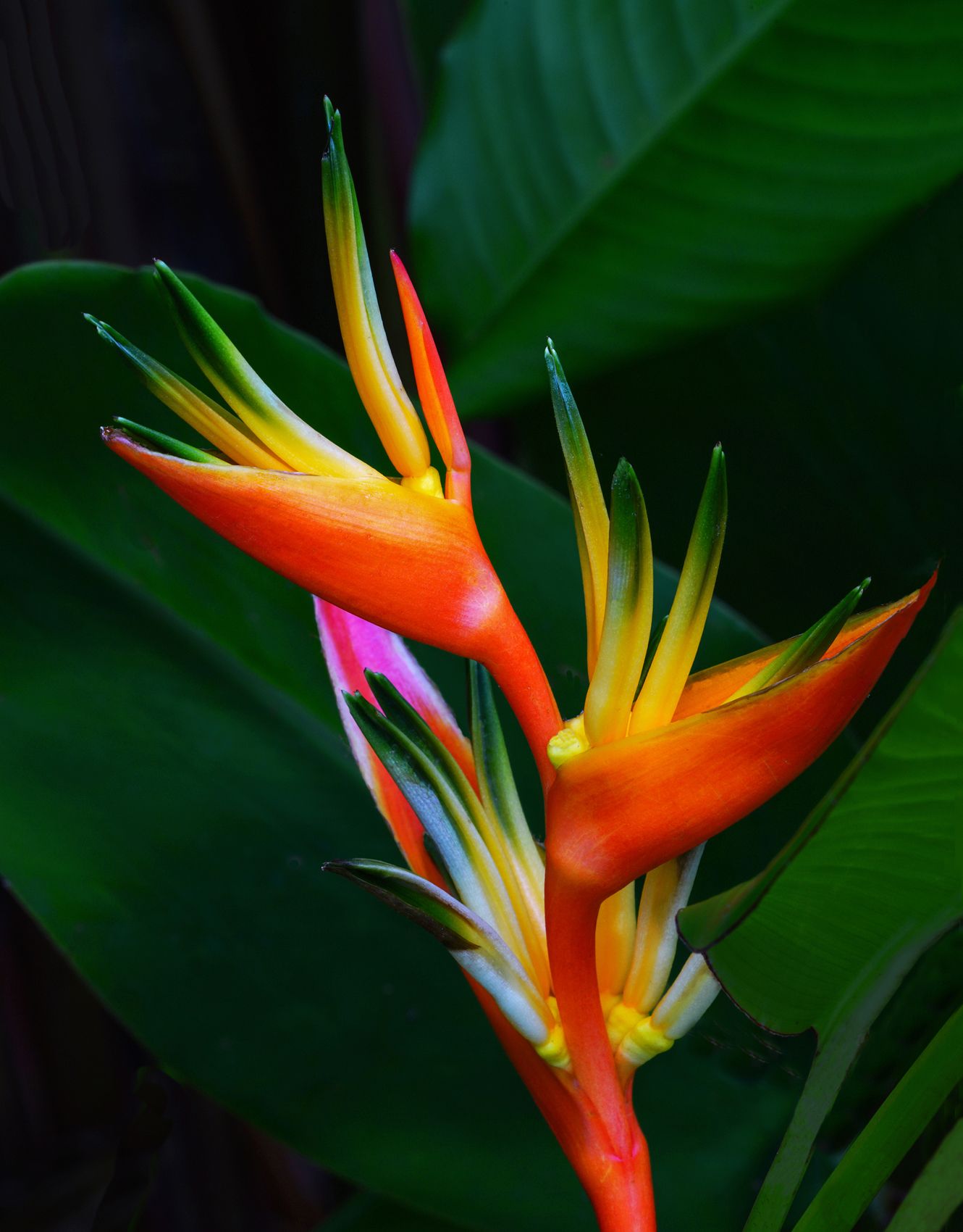 Page 84 Shining Bird of Paradise.jpg