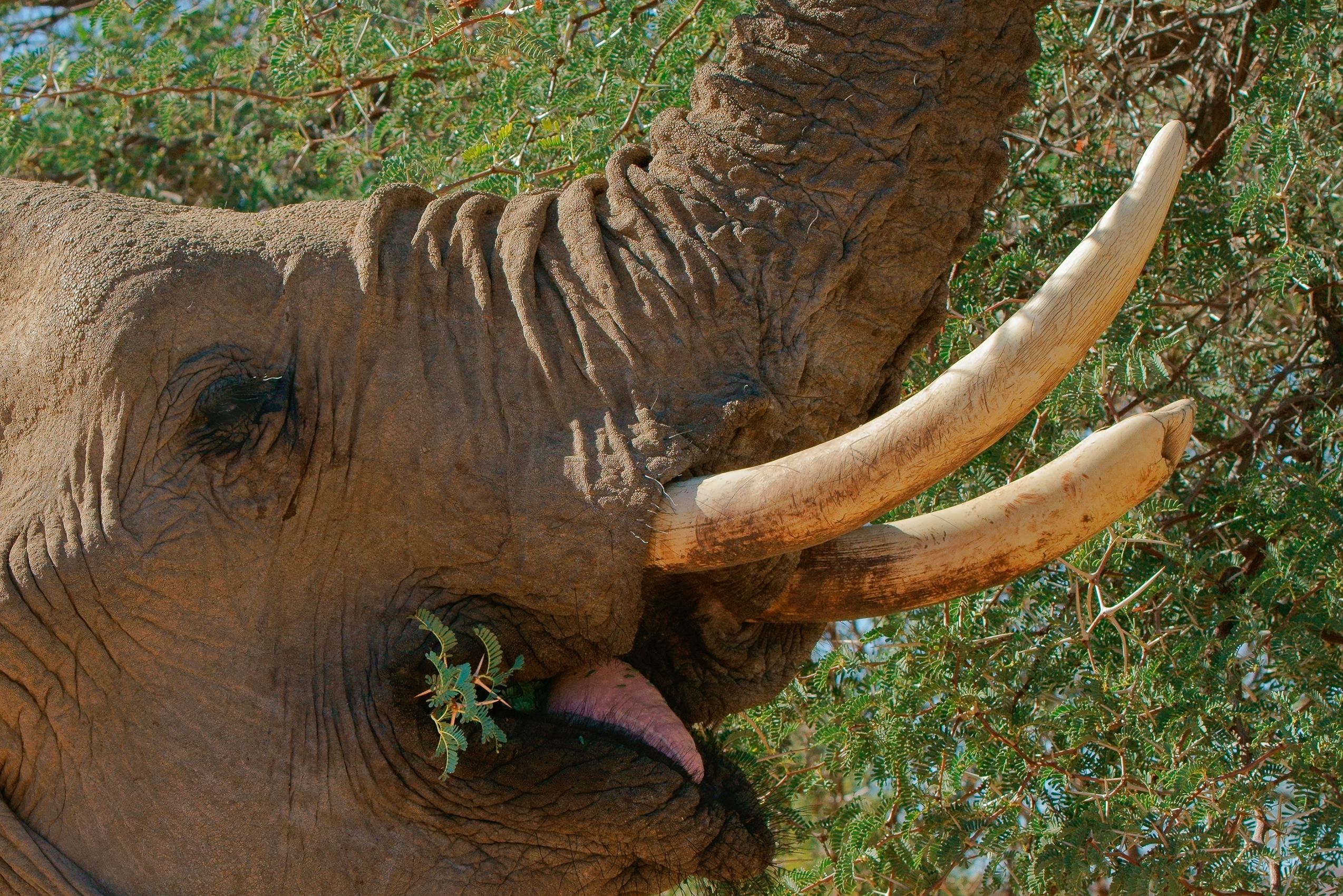 Page 138 Feeding Elephant.jpg