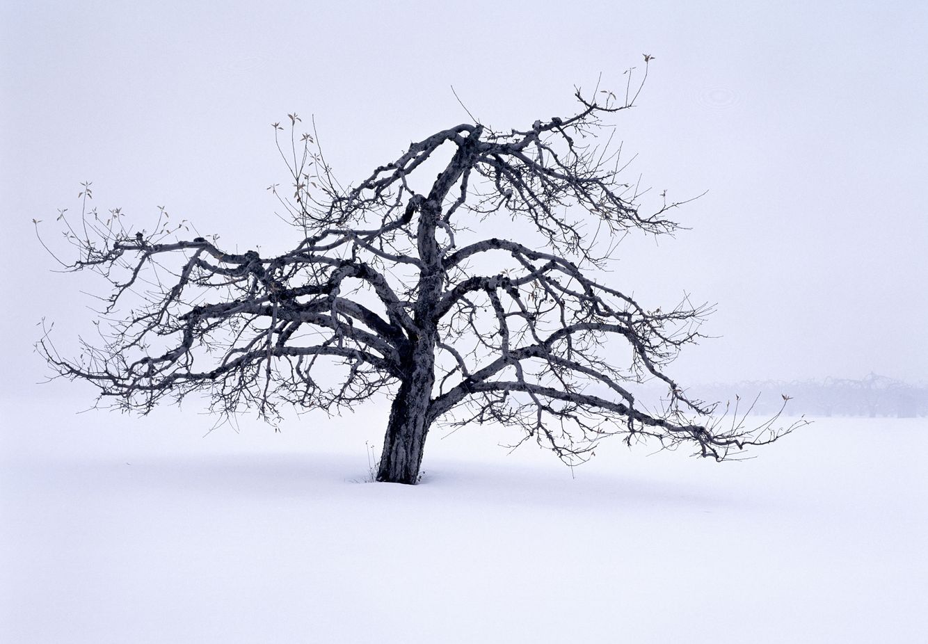 Apple Tree in Winter