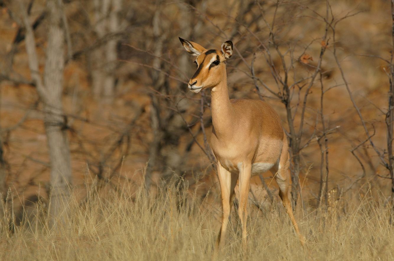 Black-faced Impala