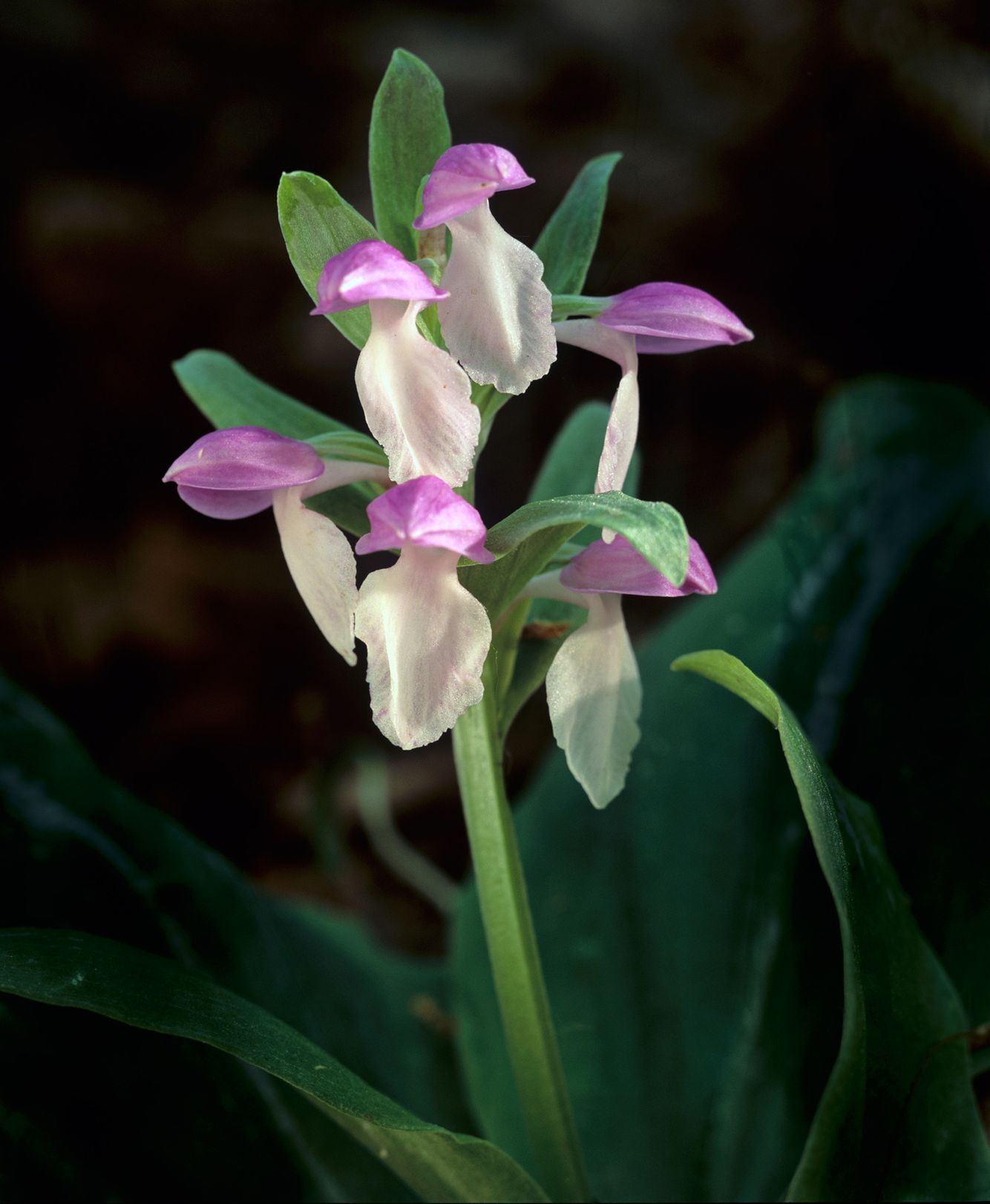 Showy Orchis