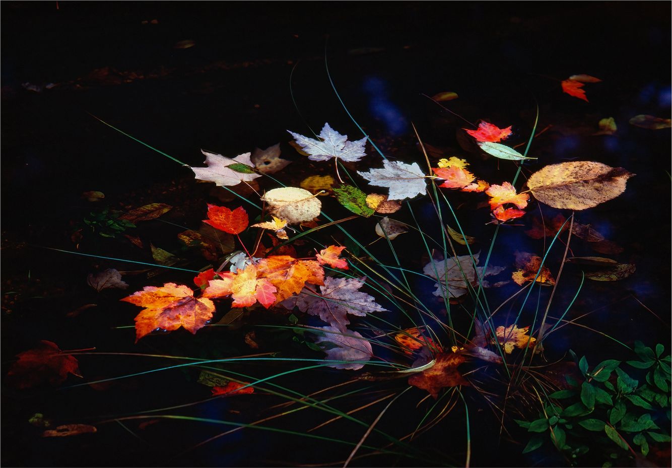 Autumn Leaves in Pond