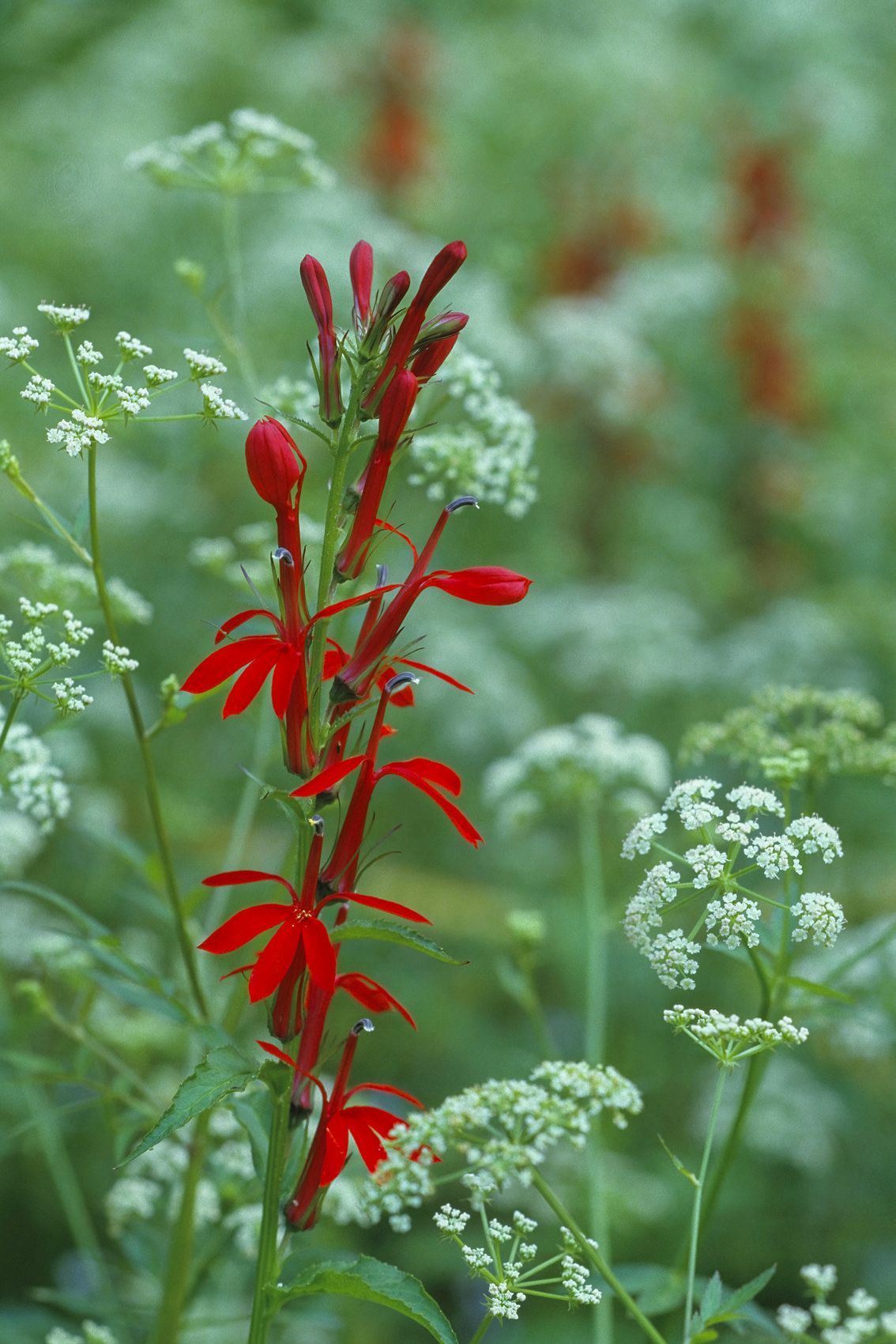 Page 68 Cardinal Flower in Hemlock.jpg