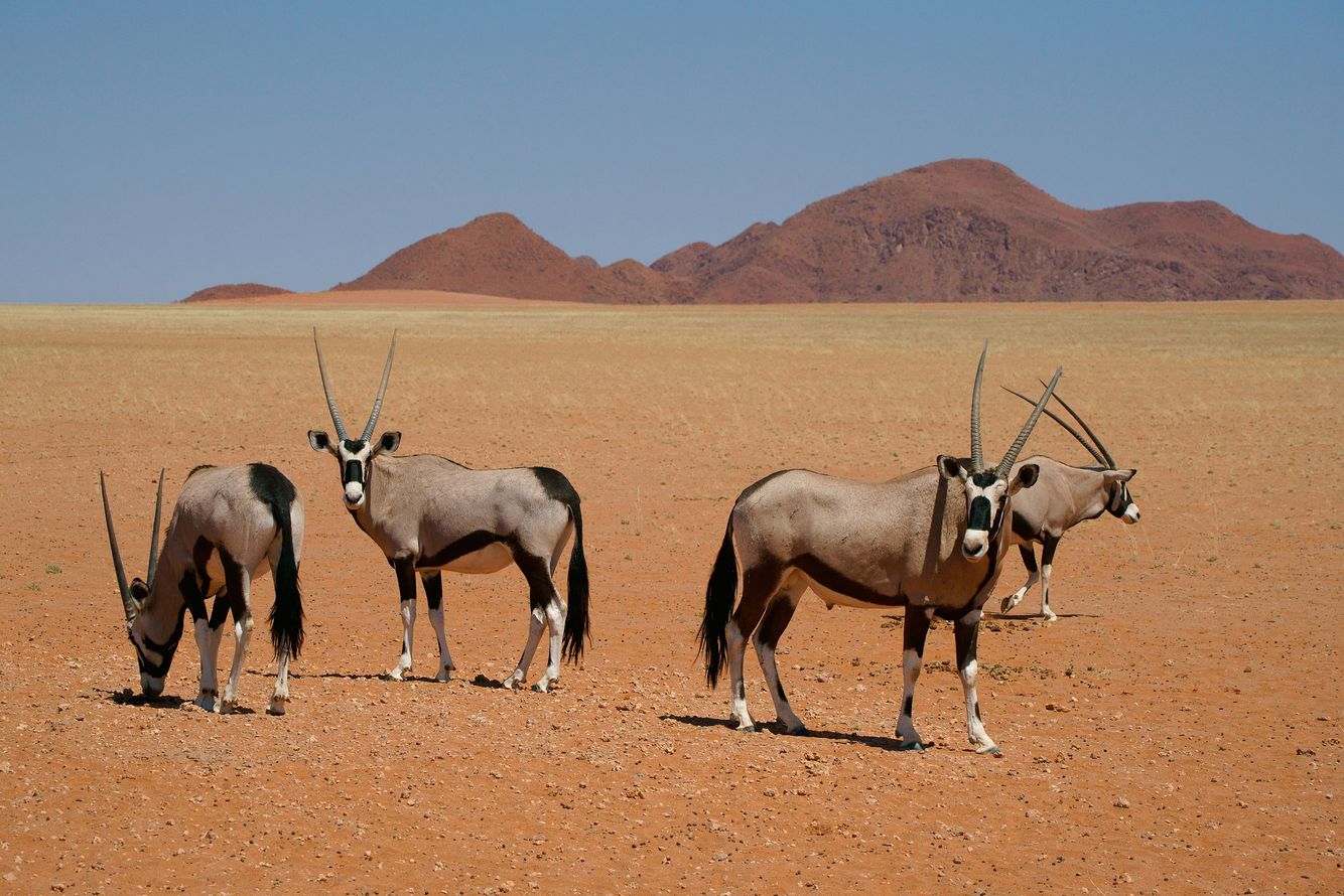 Oryx Family