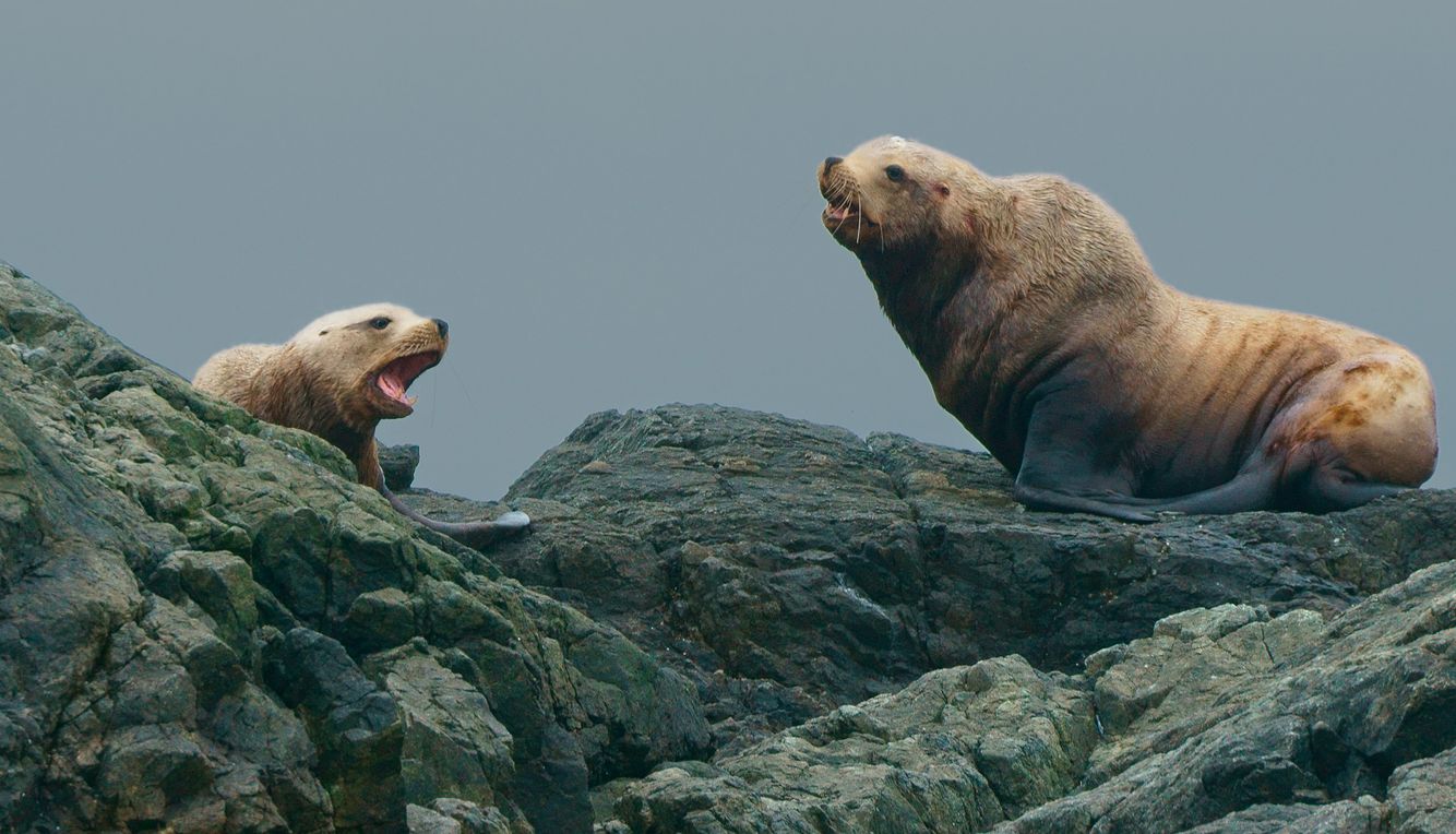 Steller's Sea Lions