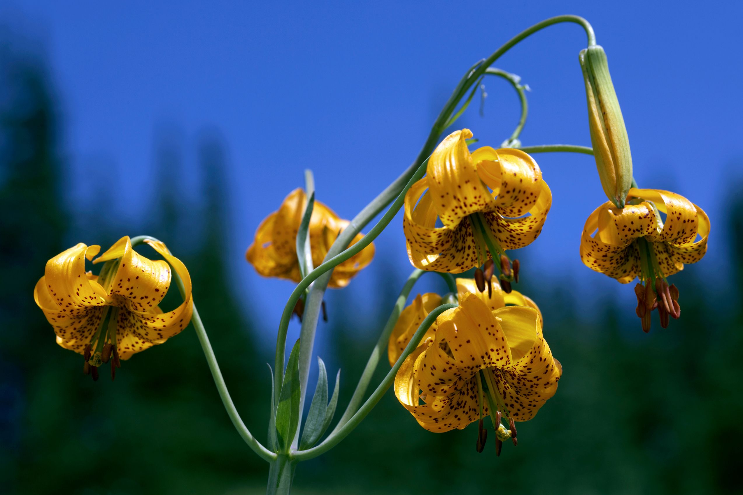 Page 162a (Top) MIchigan Lilies Olympic Peninsula.jpg