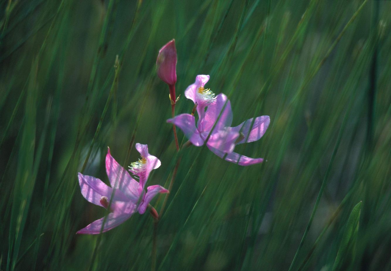 Grass Pink in Bog